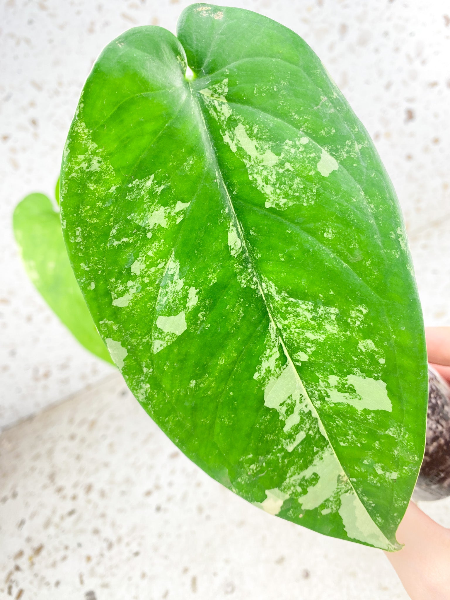 Syngonium Chiapense Variegated 3 leaf top cutting (rooting)