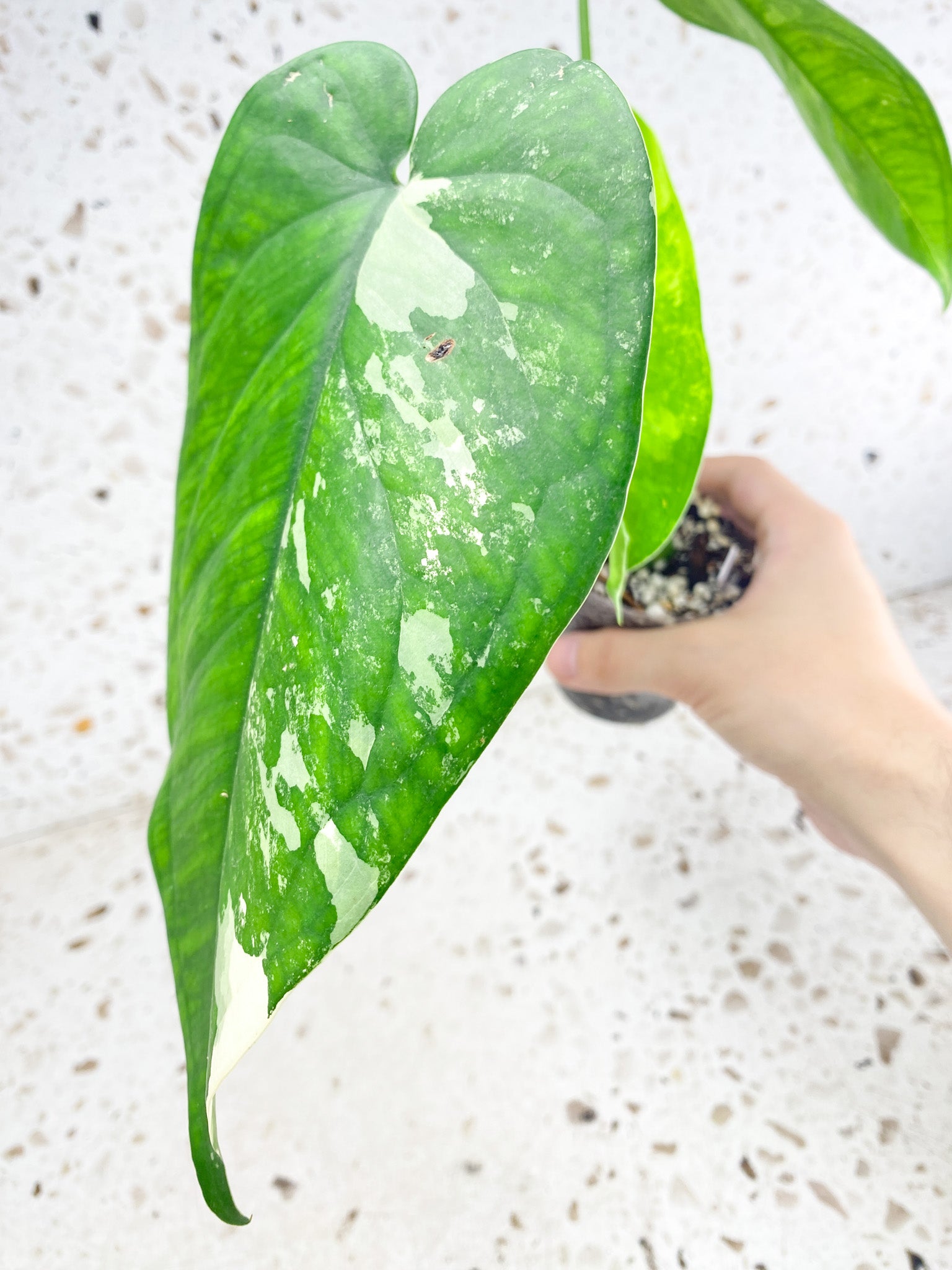 Syngonium Chiapense Variegated 3 leaf top cutting newest leaf is unfurling (rooting)