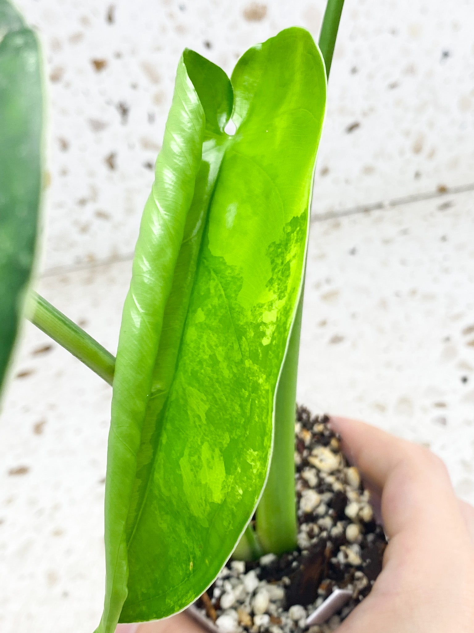 Syngonium Chiapense Variegated 3 leaf top cutting newest leaf is unfurling (rooting)