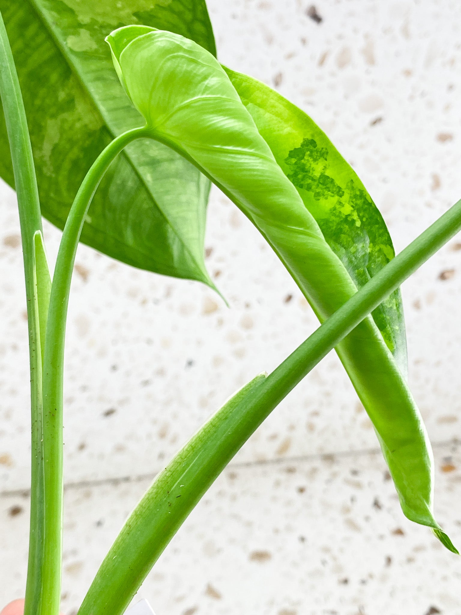 Syngonium Chiapense Variegated 3 leaf top cutting newest leaf is unfurling (rooting)