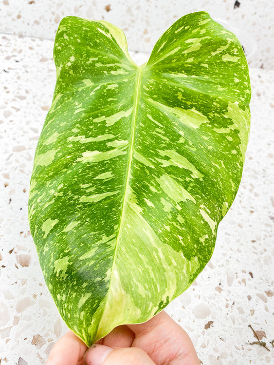 Philodendron Jose Buono 1 leaf 1 active sprout