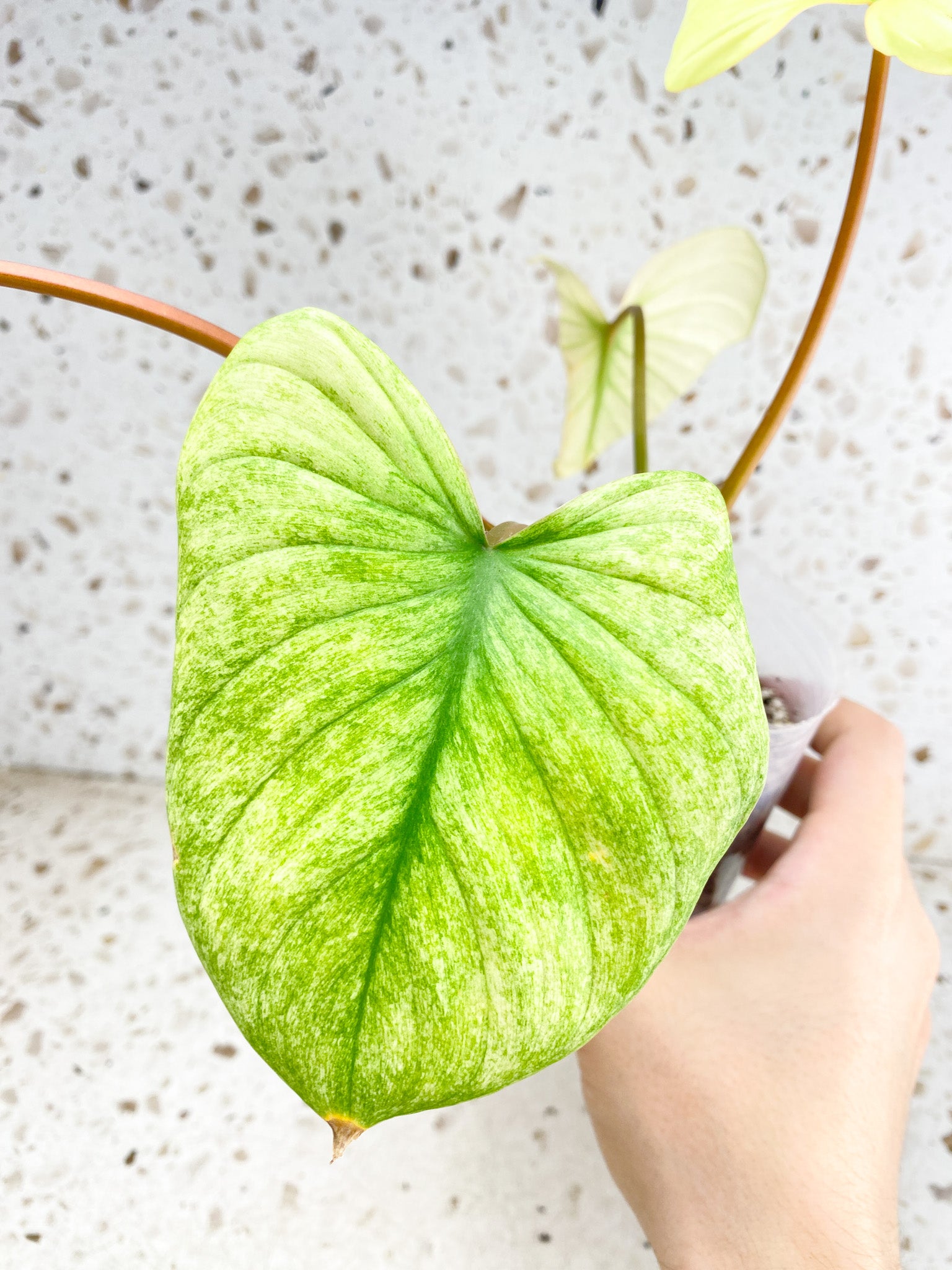 Homalomena Rubescens Mint 4 leaf top cutting highly variegated