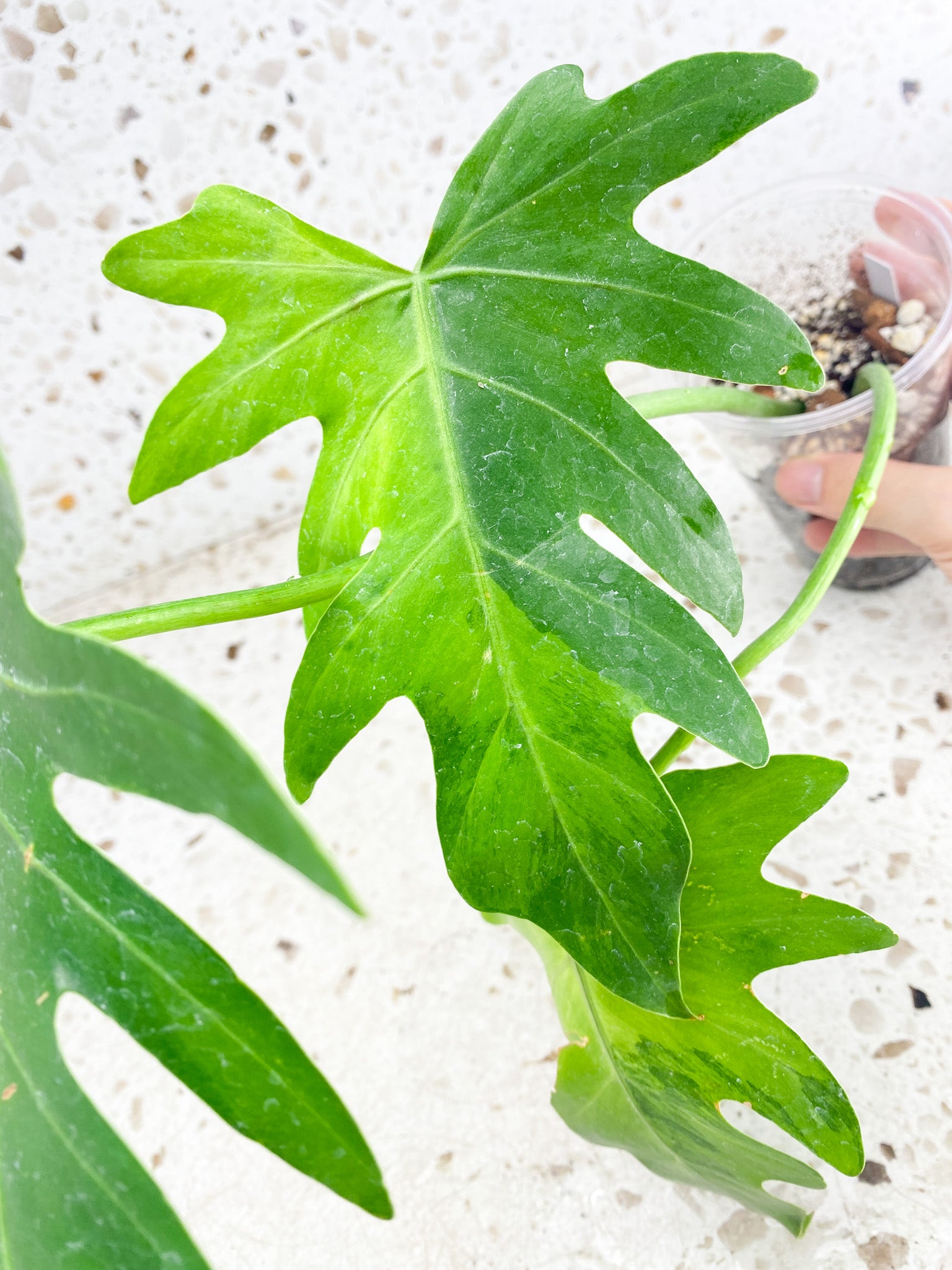 Thaumatophyllum Radiatum Variegated 3 leaves (rooting)