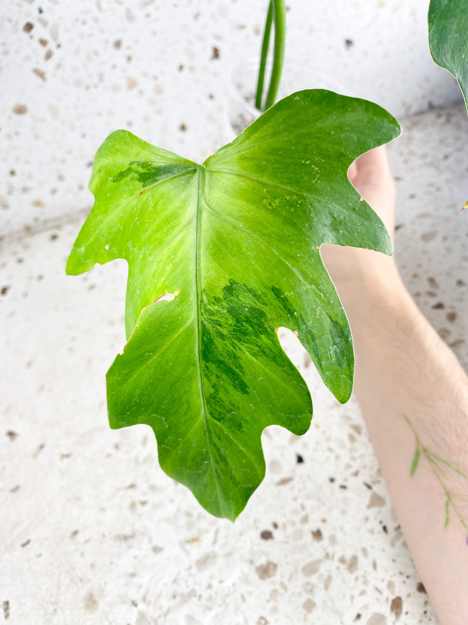 Thaumatophyllum Radiatum Variegated 3 leaves (rooting)