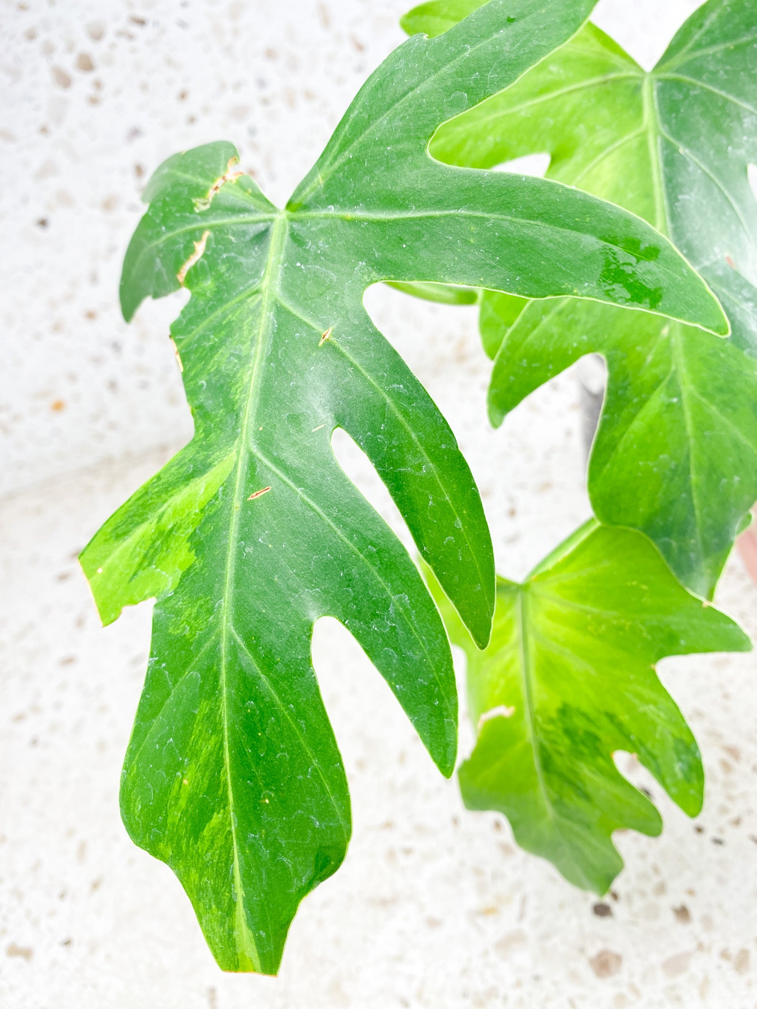 Thaumatophyllum Radiatum Variegated 3 leaves (rooting)