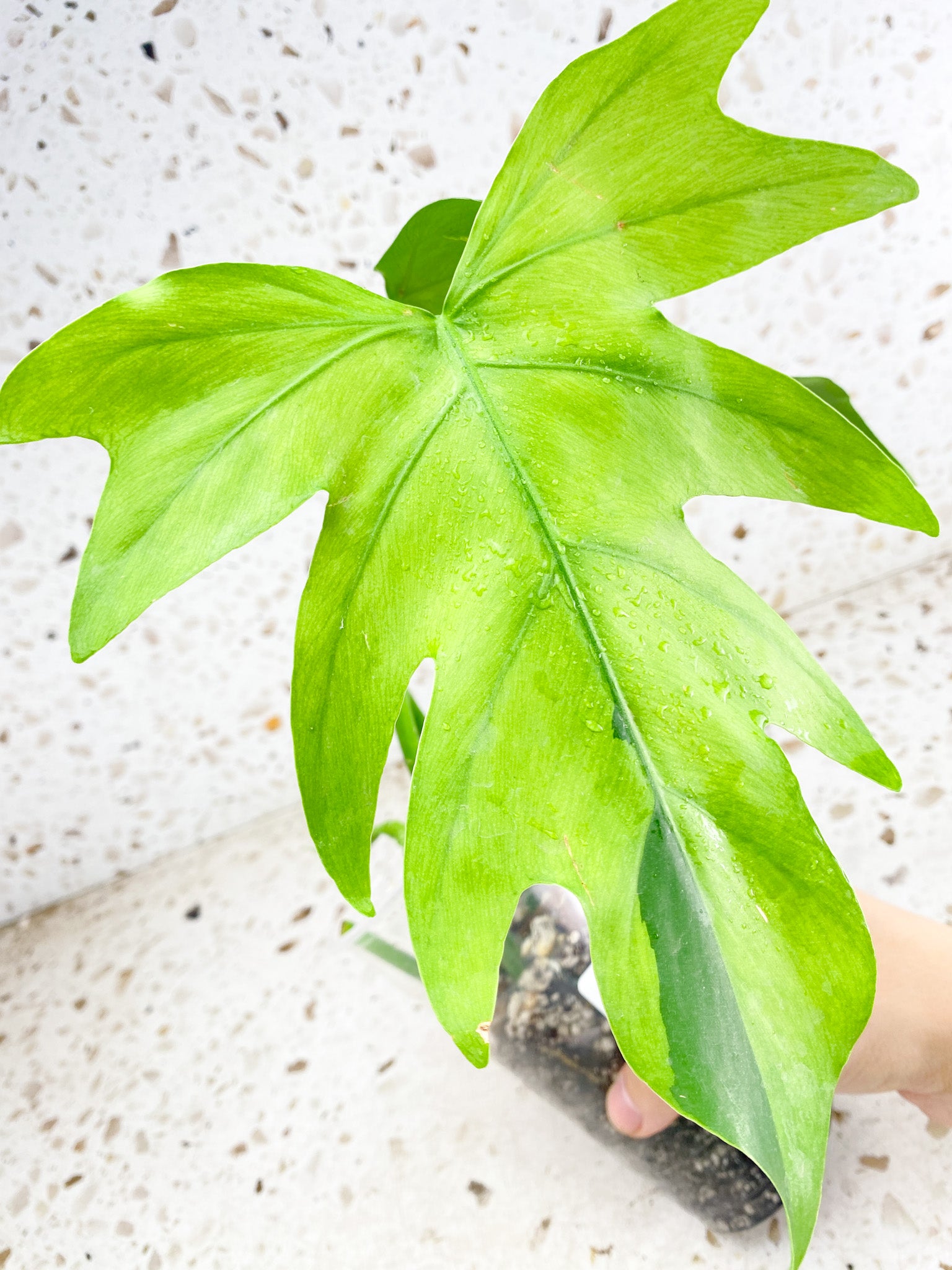 Thaumatophyllum Radiatum Variegated 3 leaf top cutting newest leaf is about to unfurl (rooting)