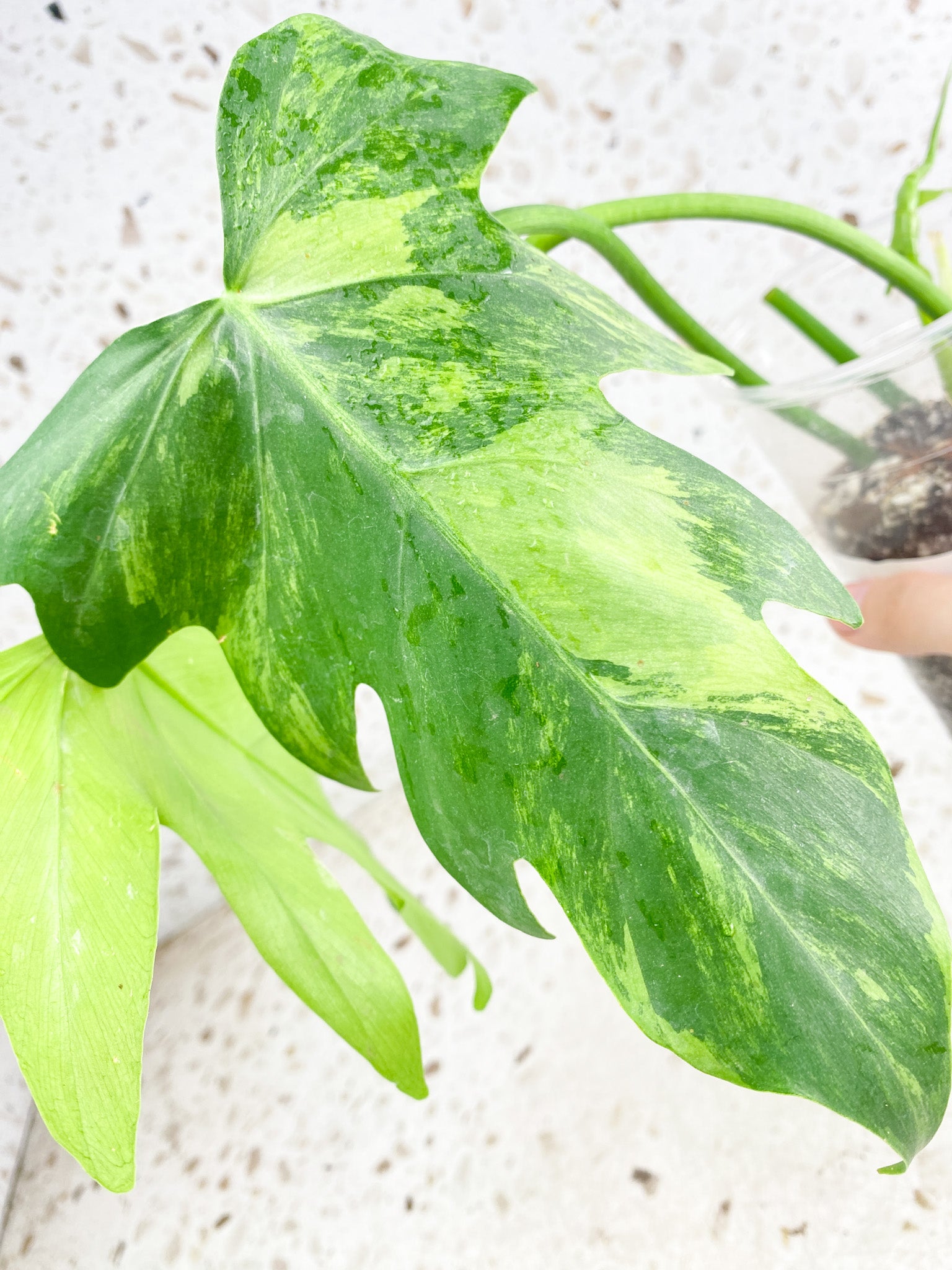 Thaumatophyllum Radiatum Variegated 3 leaf top cutting newest leaf is about to unfurl (rooting)