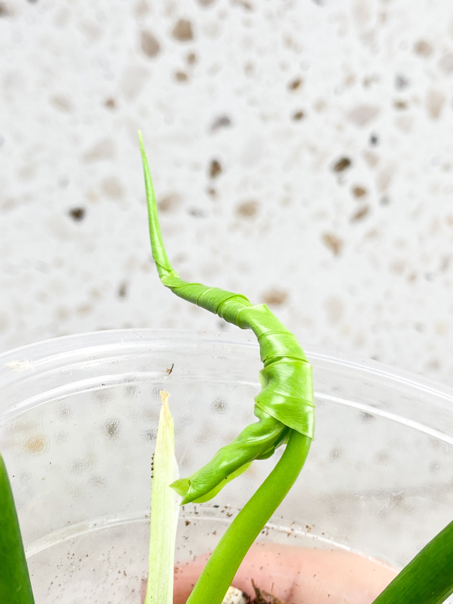 Thaumatophyllum Radiatum Variegated 3 leaf top cutting newest leaf is about to unfurl (rooting)