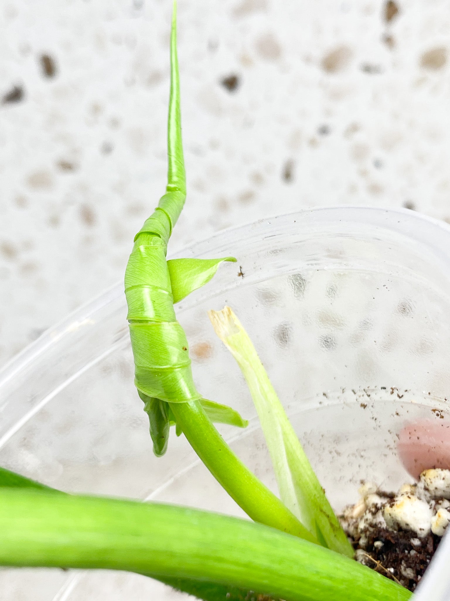 Thaumatophyllum Radiatum Variegated 3 leaf top cutting newest leaf is about to unfurl (rooting)