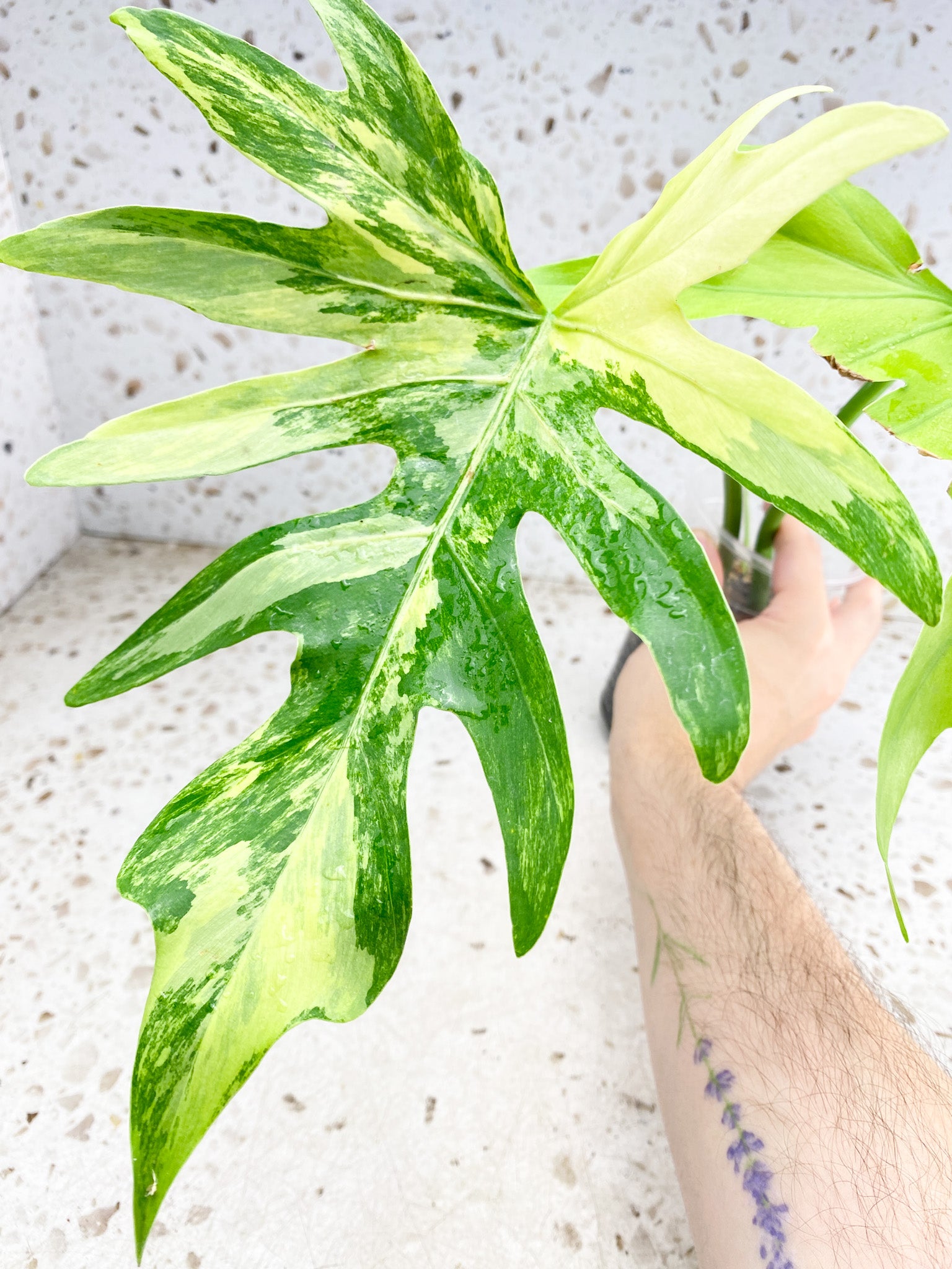 Thaumatophyllum Radiatum Variegated 2 leaves 1 shoot top cutting highly variegated (rooting)