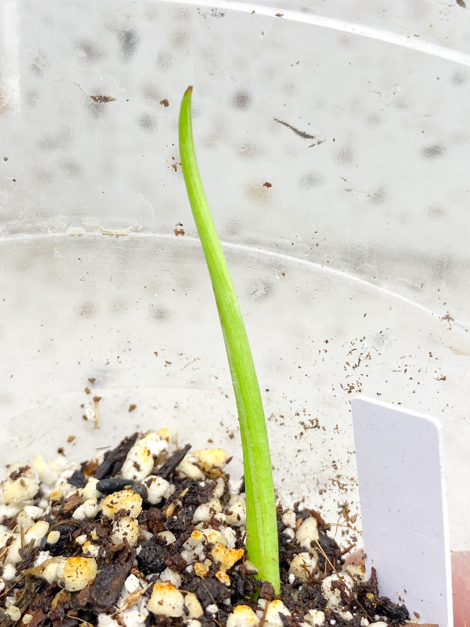 Thaumatophyllum Radiatum Variegated 2 leaves 1 shoot top cutting highly variegated (rooting)