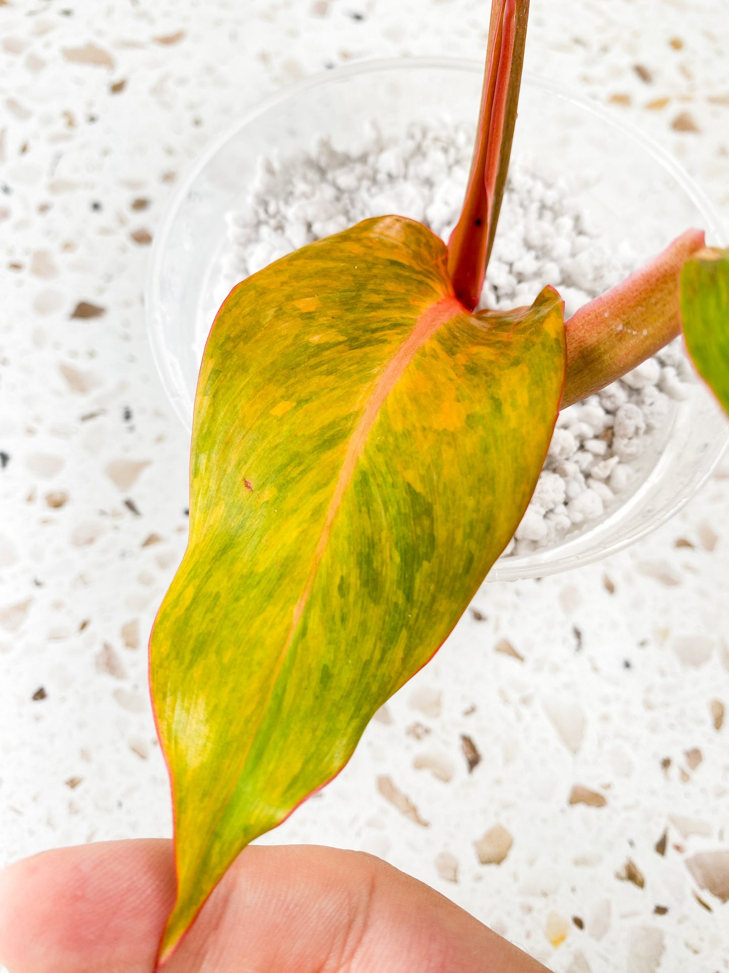 Philodendron Orange Marmalade 3 leaf top cutting