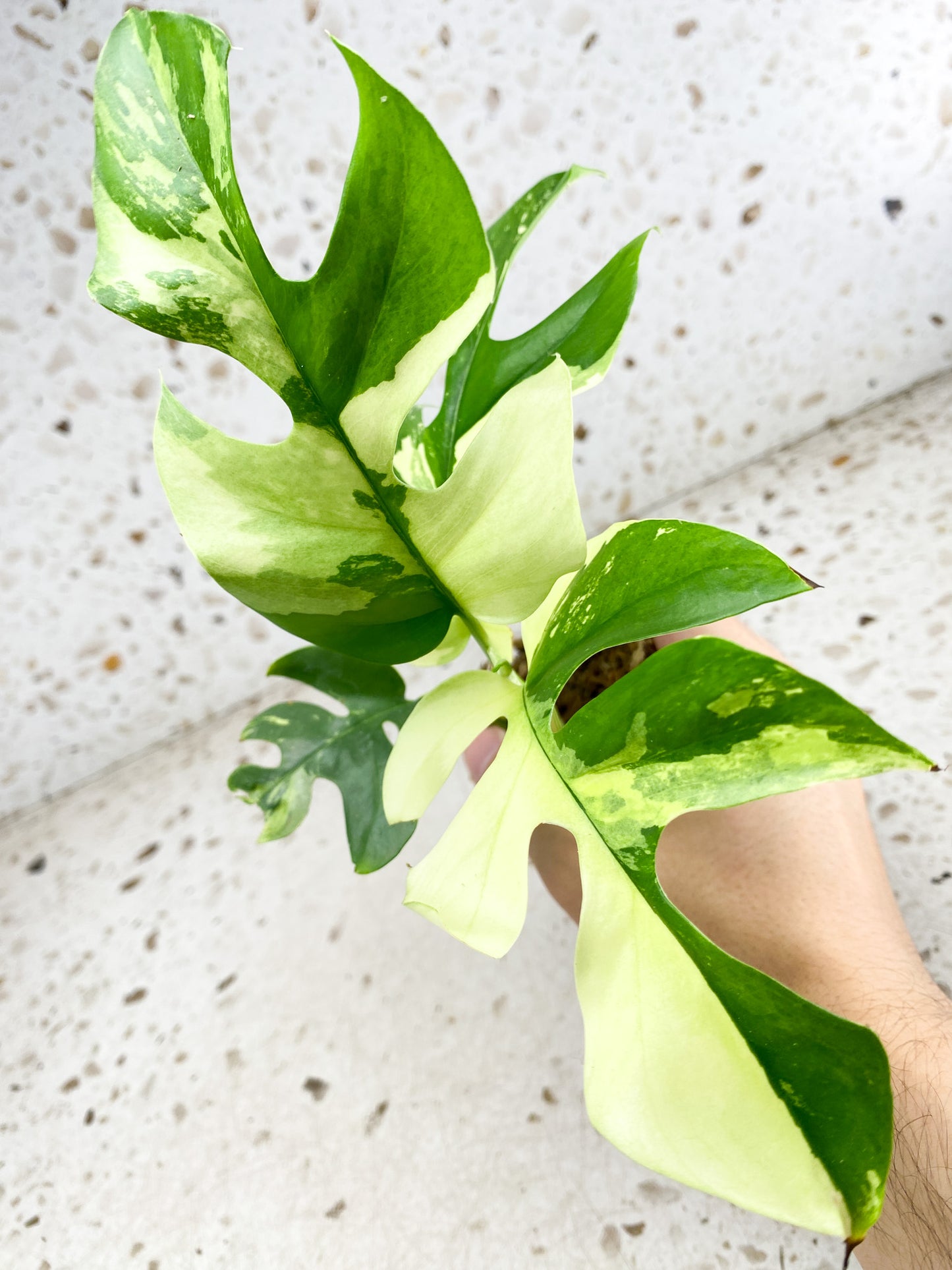 Rhaphidophora Tetrasperma Variegated 4 leaves 1 shoot top cutting highly variegated