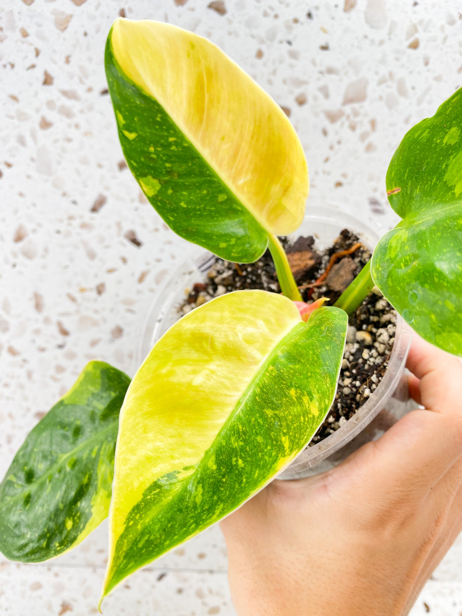 Philodendron Green Congo Variegated 4 leaf top cutting with two half moon leaves