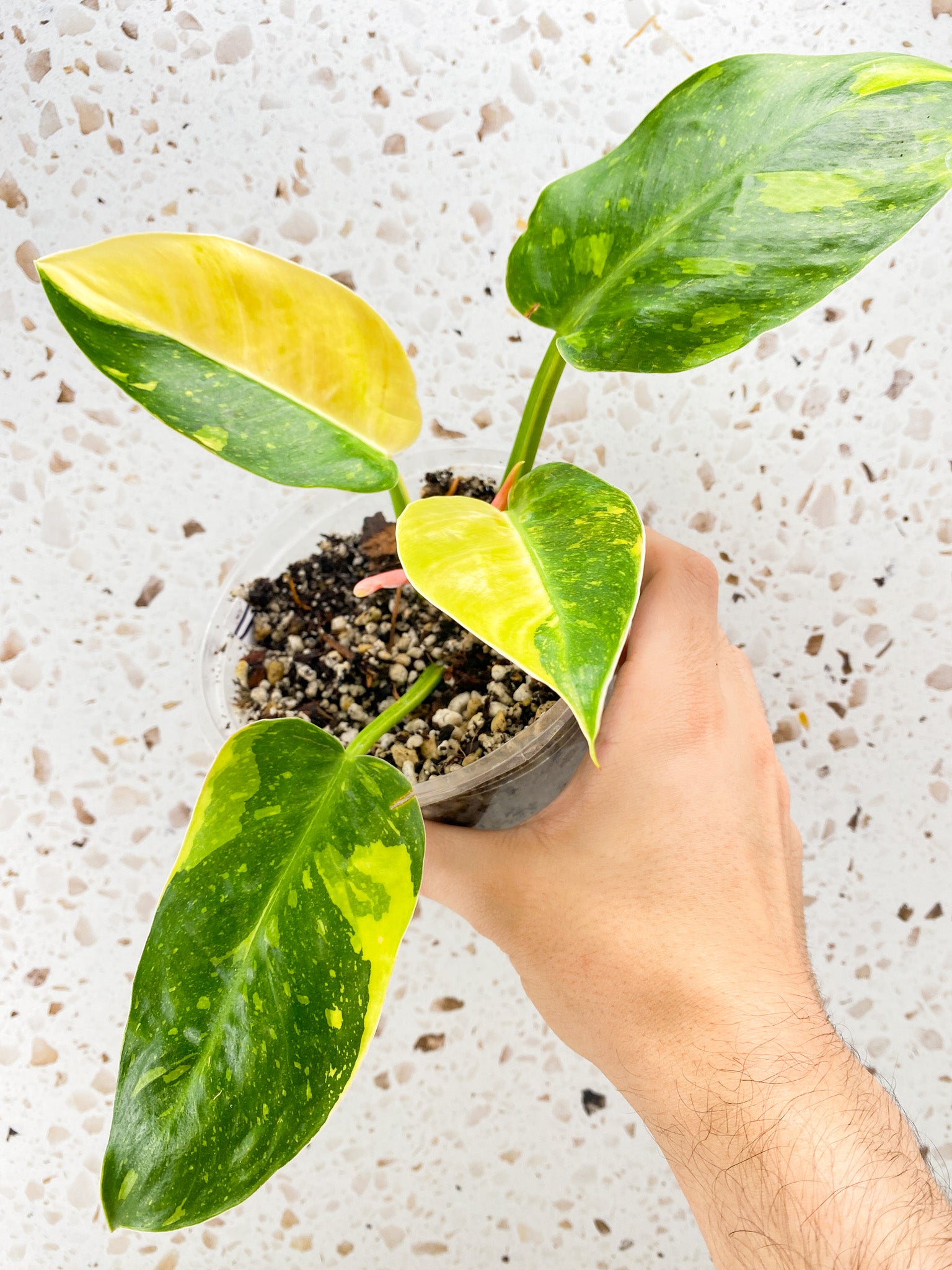 Philodendron Green Congo Variegated 4 leaf top cutting with two half moon leaves