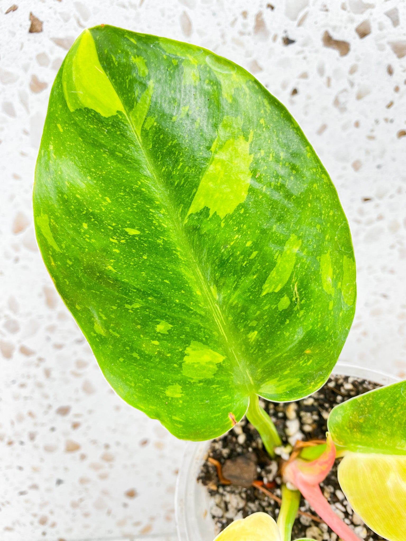 Philodendron Green Congo Variegated 4 leaf top cutting with two half moon leaves