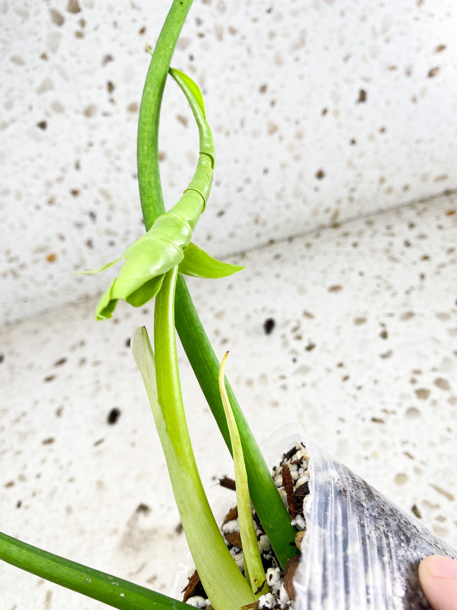 Thaumatophyllum Radiatum Variegated 3 leaves 1 shoot top cutting newest leaf is unfurling half moon variegation (slightly rooted)