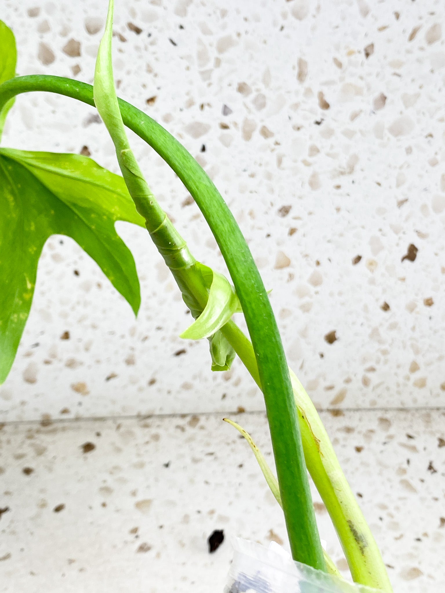 Thaumatophyllum Radiatum Variegated 3 leaves 1 shoot top cutting newest leaf is unfurling half moon variegation (slightly rooted)