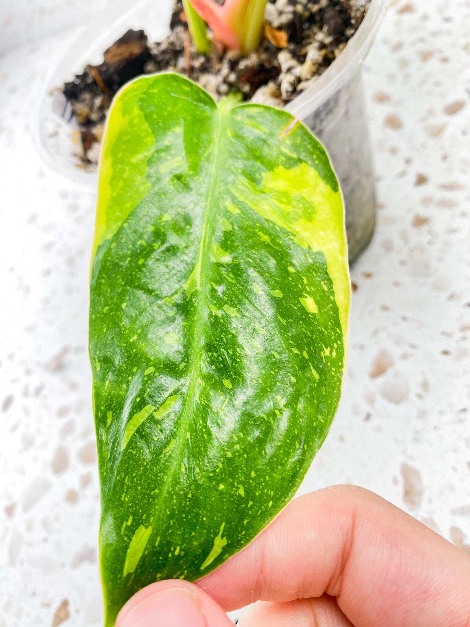 Philodendron Green Congo Variegated 4 leaf top cutting with two half moon leaves