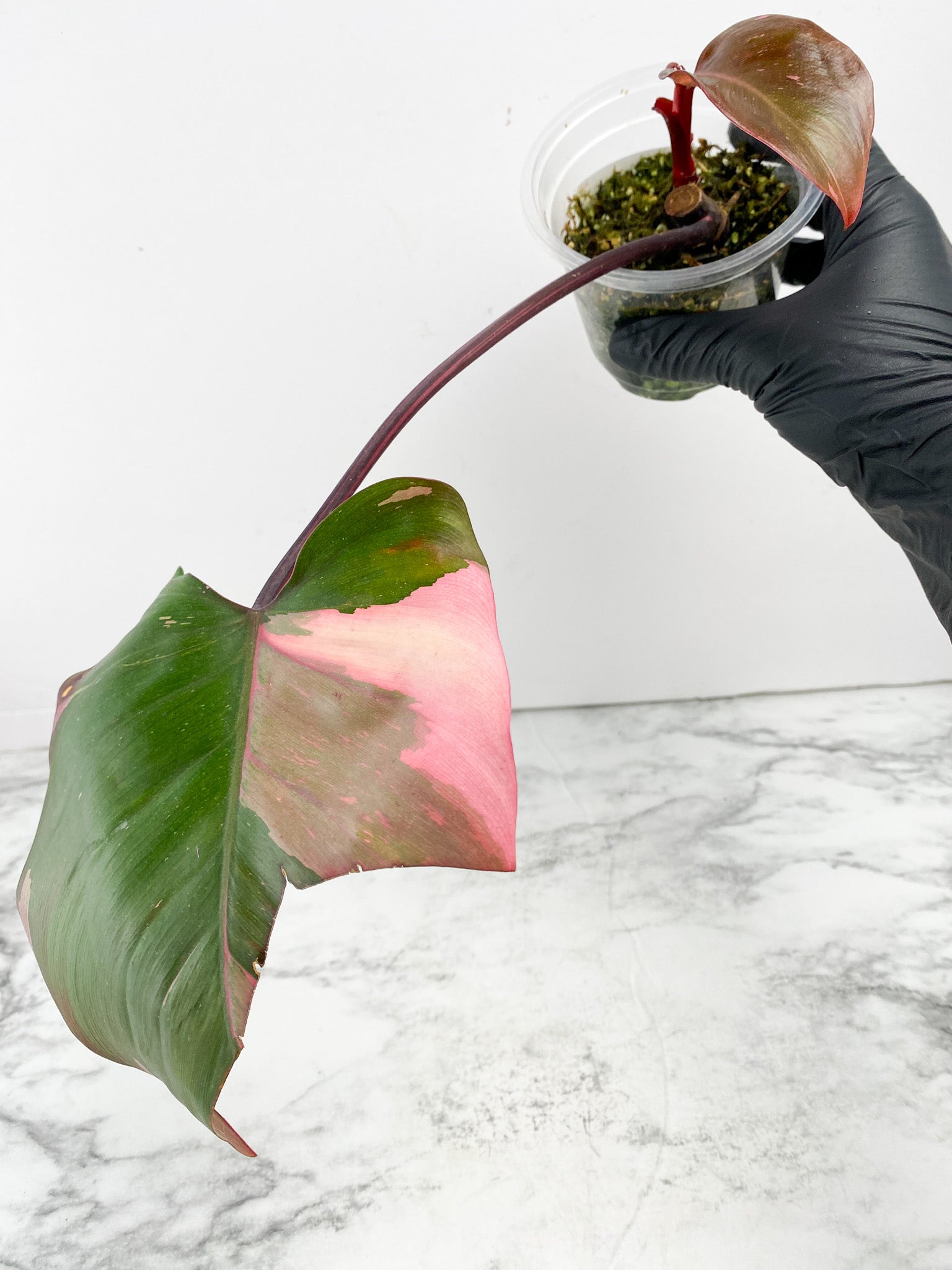 Philodendron Pink Princess Marble King