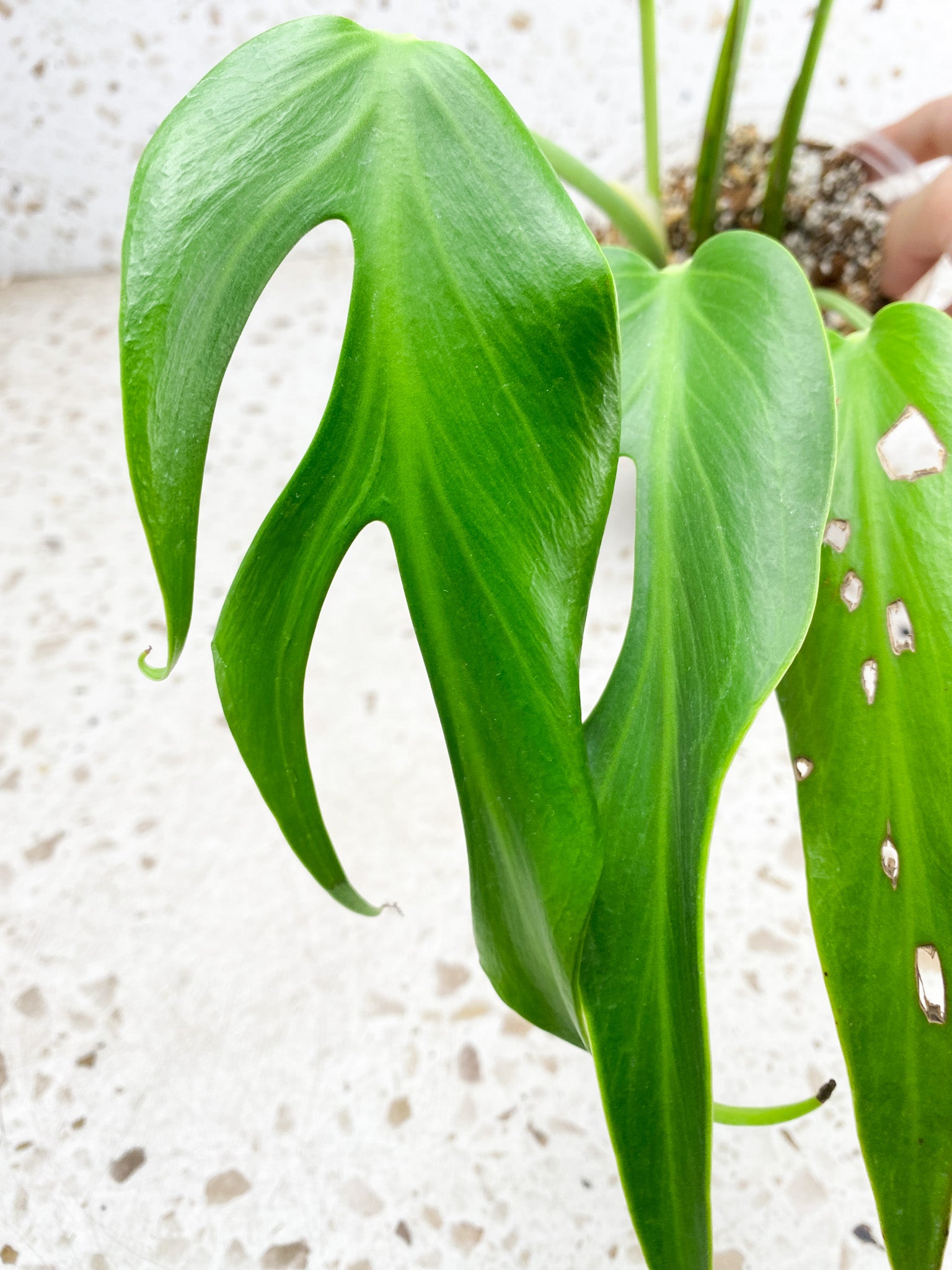 Unicorn: Monstera Burle Marx Flame 6 leaf top cutting big plant (slightly rooted)