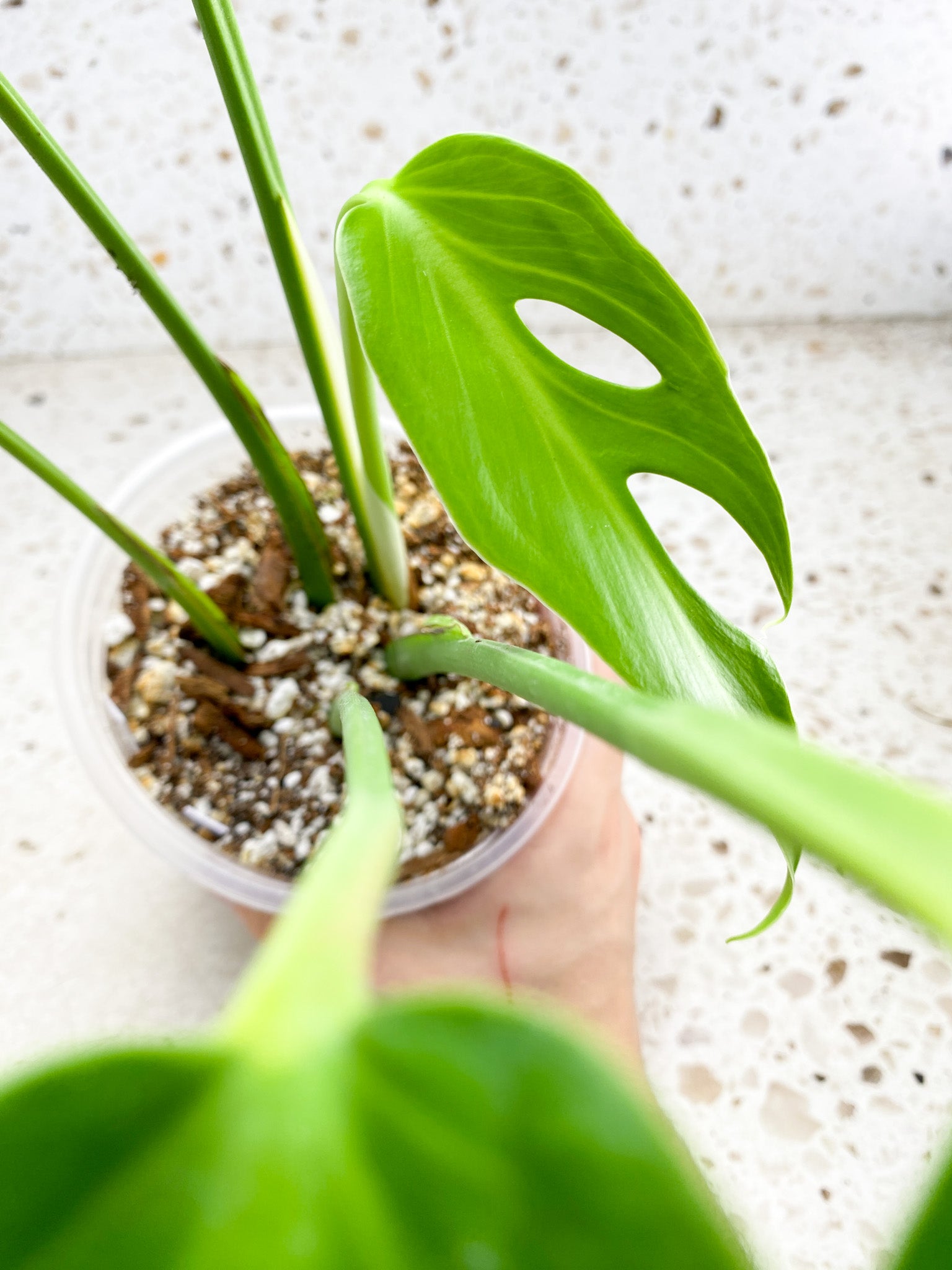 Unicorn: Monstera Burle Marx Flame 6 leaf top cutting big plant (slightly rooted)