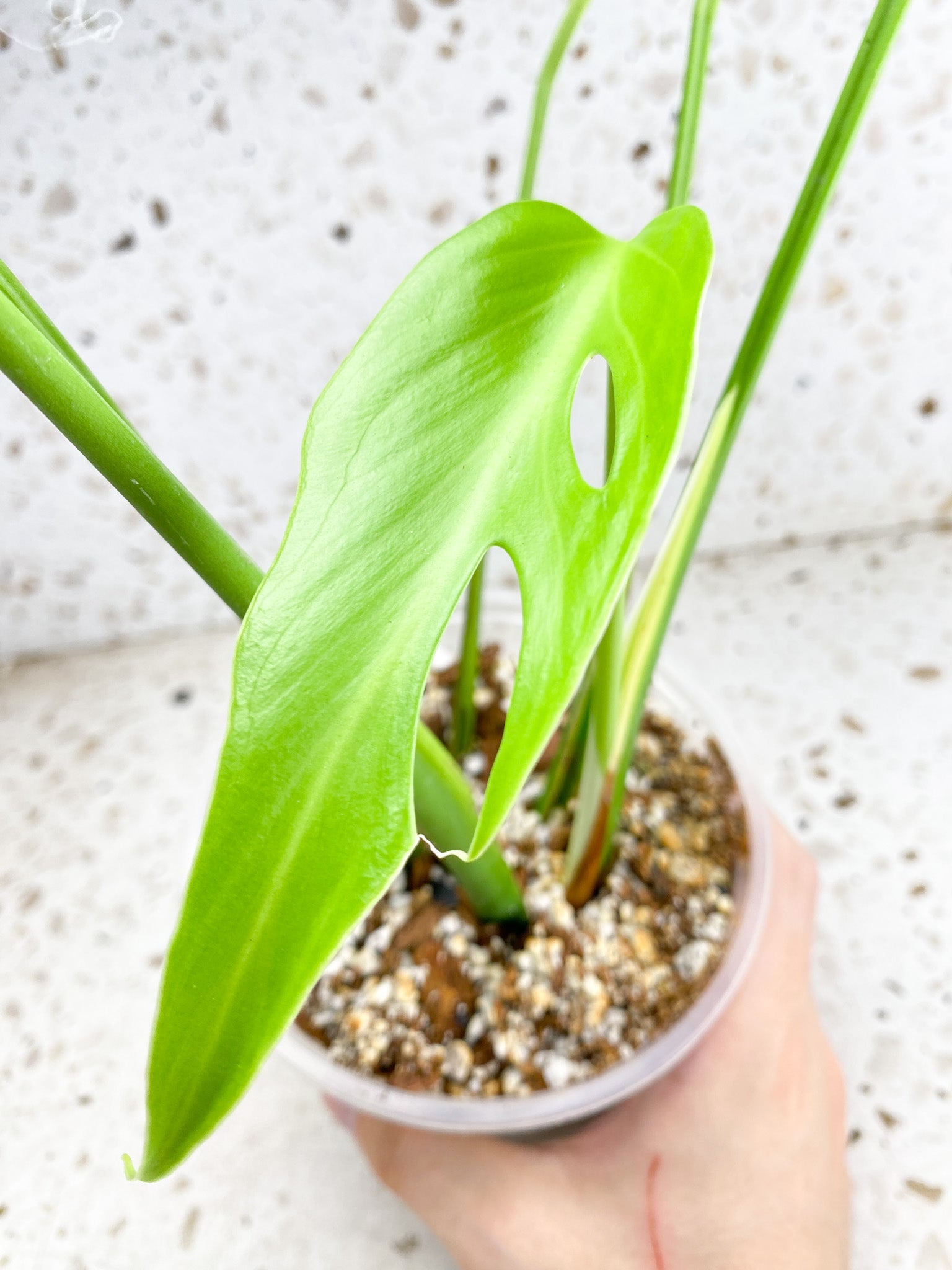 Unicorn: Monstera Burle Marx Flame 6 leaf top cutting big plant (slightly rooted)