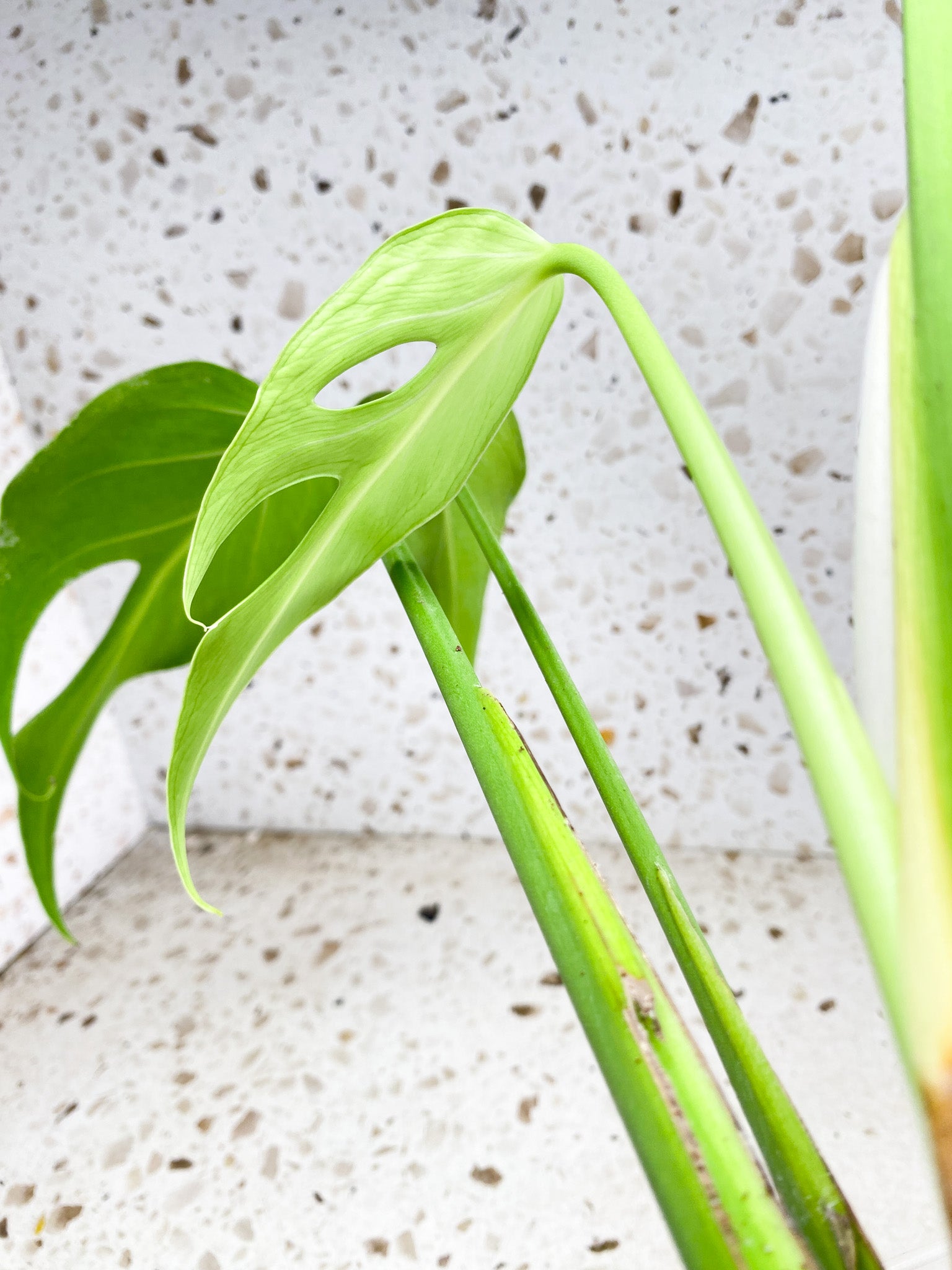 Unicorn: Monstera Burle Marx Flame 6 leaf top cutting big plant (slightly rooted)