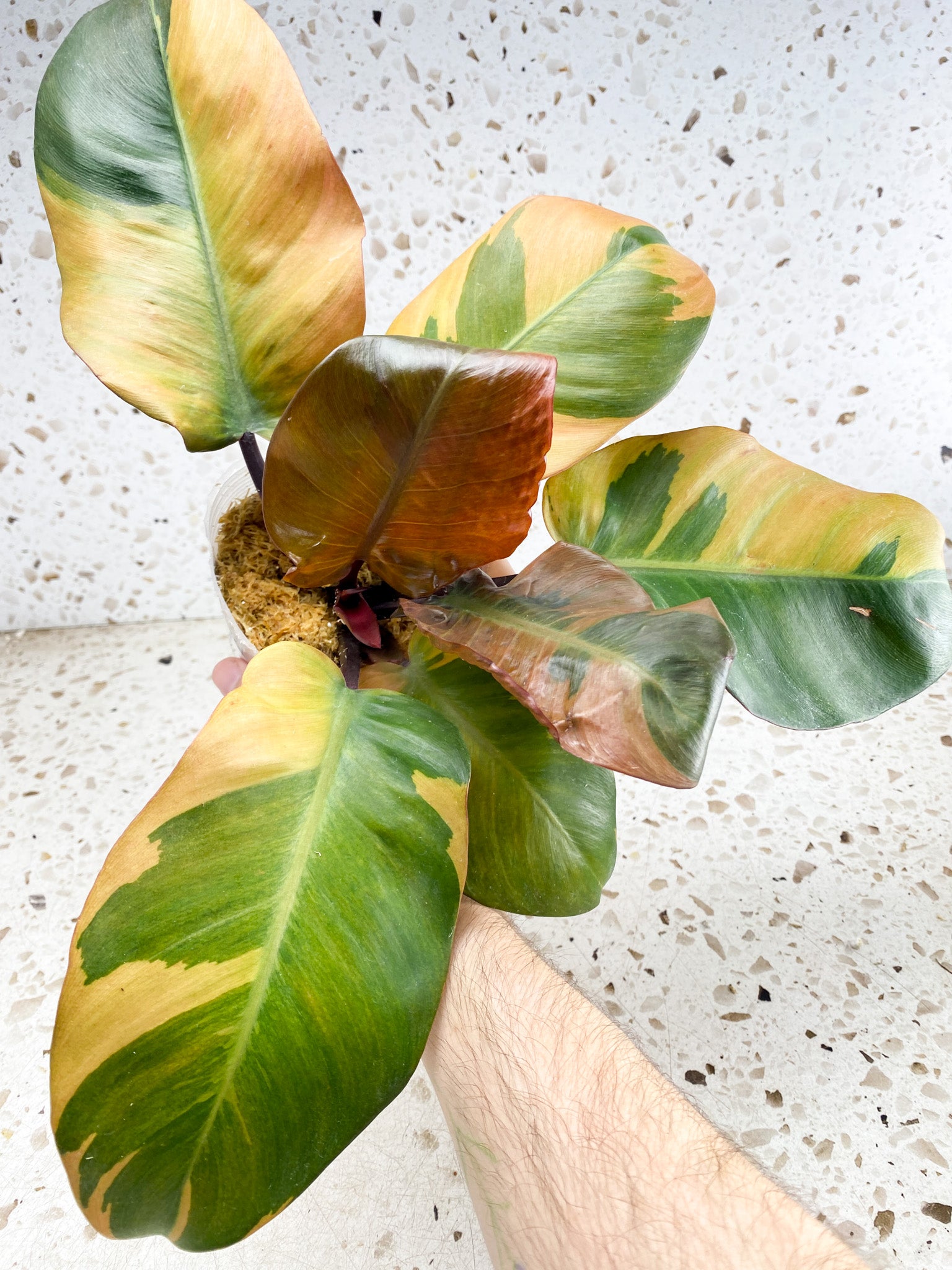 Unicorn: Philodendron Black Cardinal Variegated 7 leaf top cutting (slightly rooted)