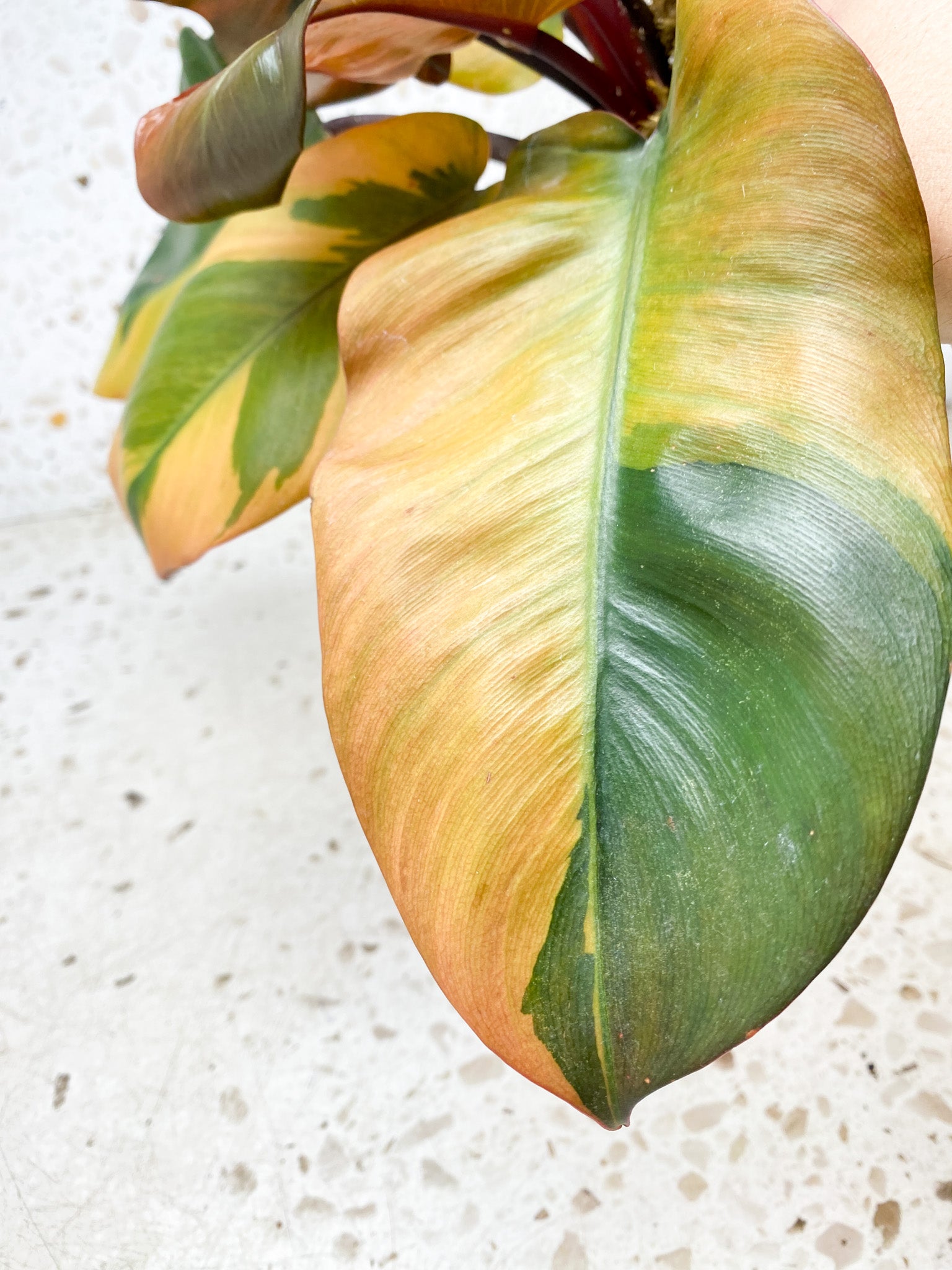 Unicorn: Philodendron Black Cardinal Variegated 7 leaf top cutting (slightly rooted)