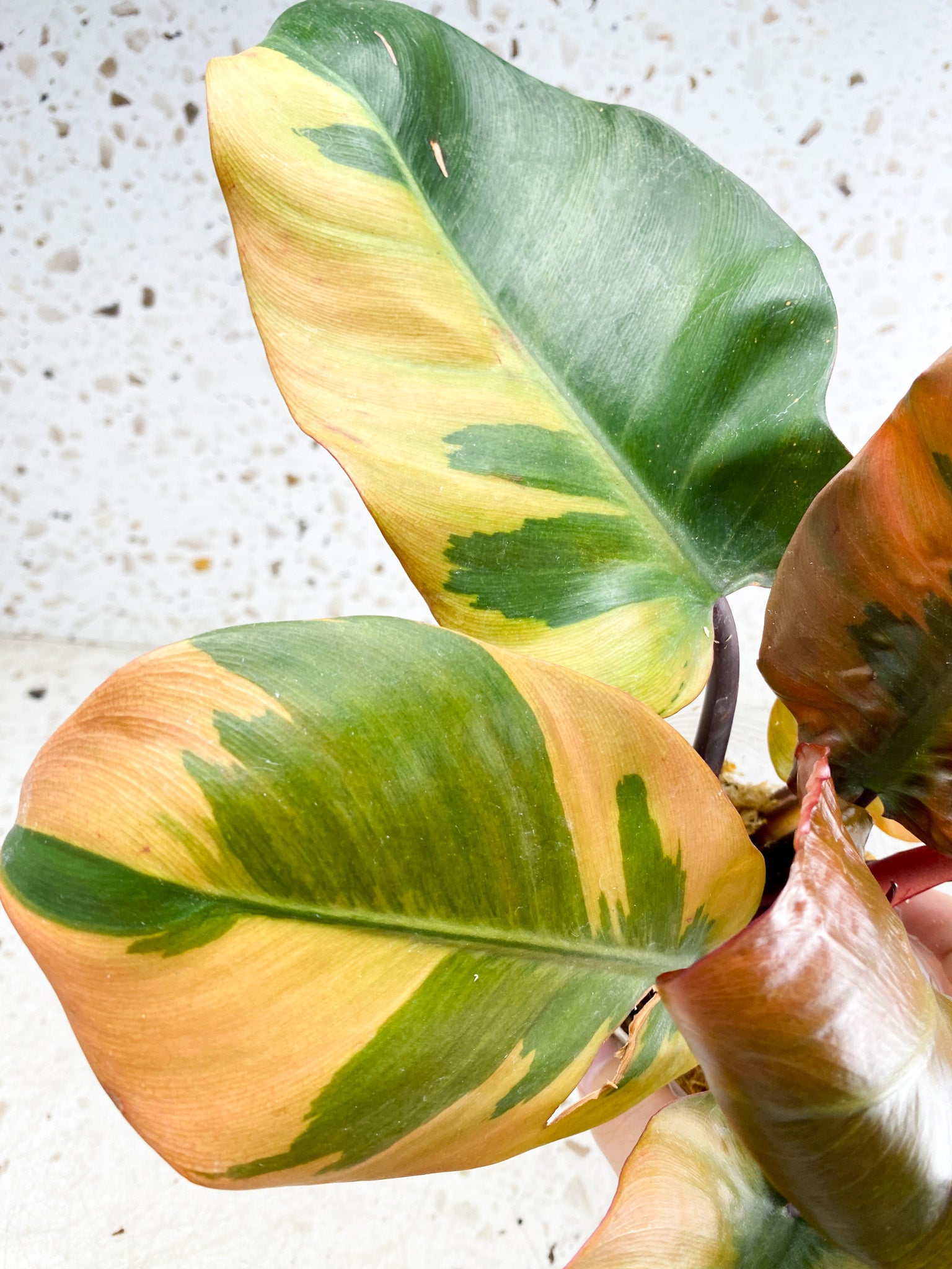 Unicorn: Philodendron Black Cardinal Variegated 7 leaf top cutting (slightly rooted)