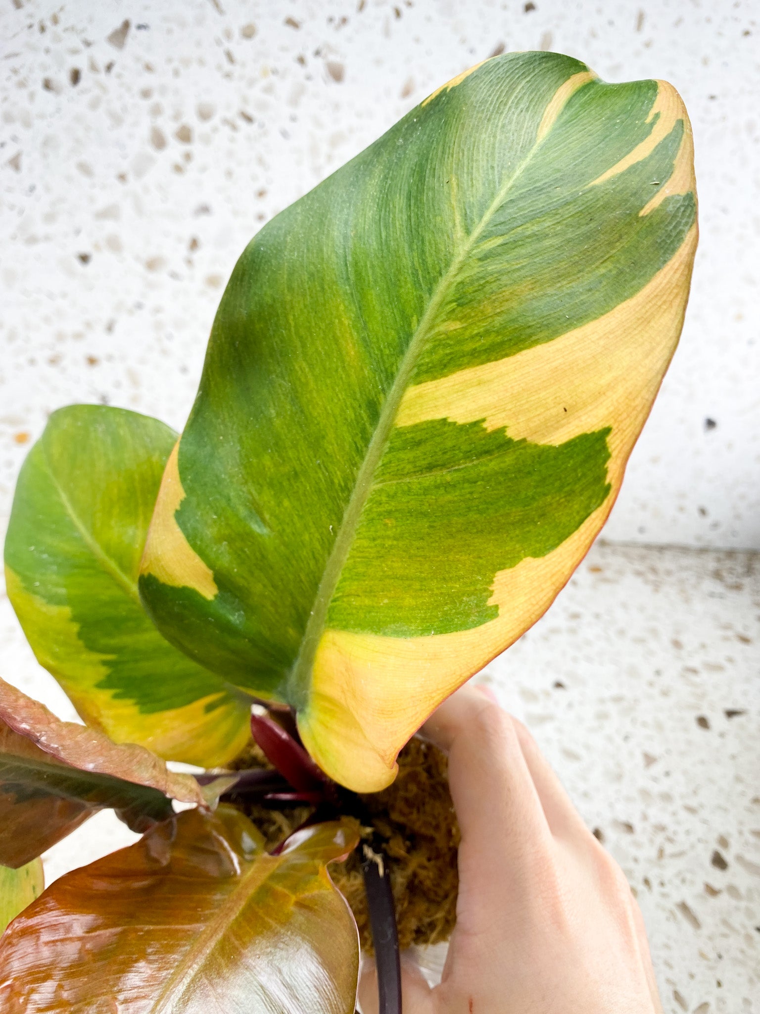 Unicorn: Philodendron Black Cardinal Variegated 7 leaf top cutting (slightly rooted)