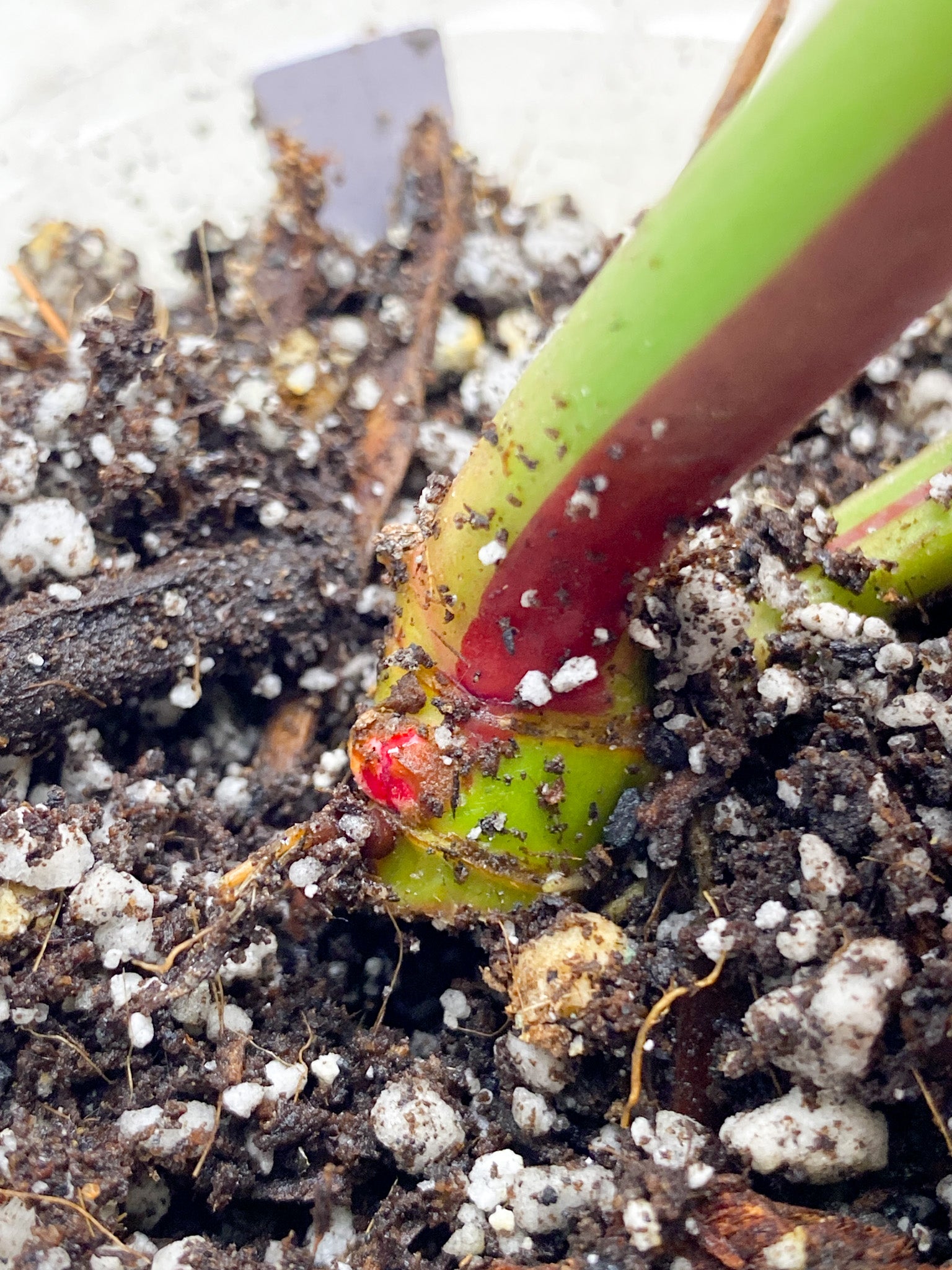 *Philodendron Red Moon 2 leaves with 2 sprouting nodes (rooting)