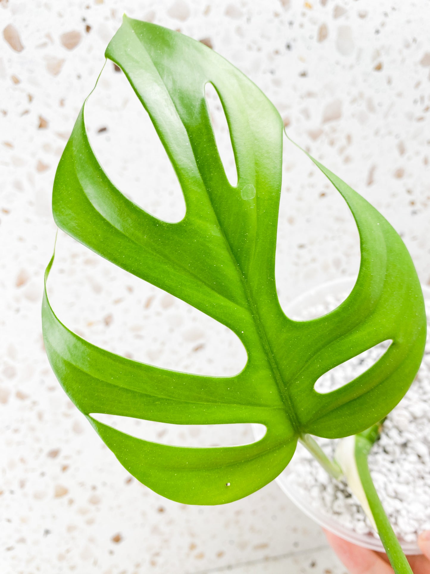 Rhaphidophora sp. Flame 2 leaf top cutting