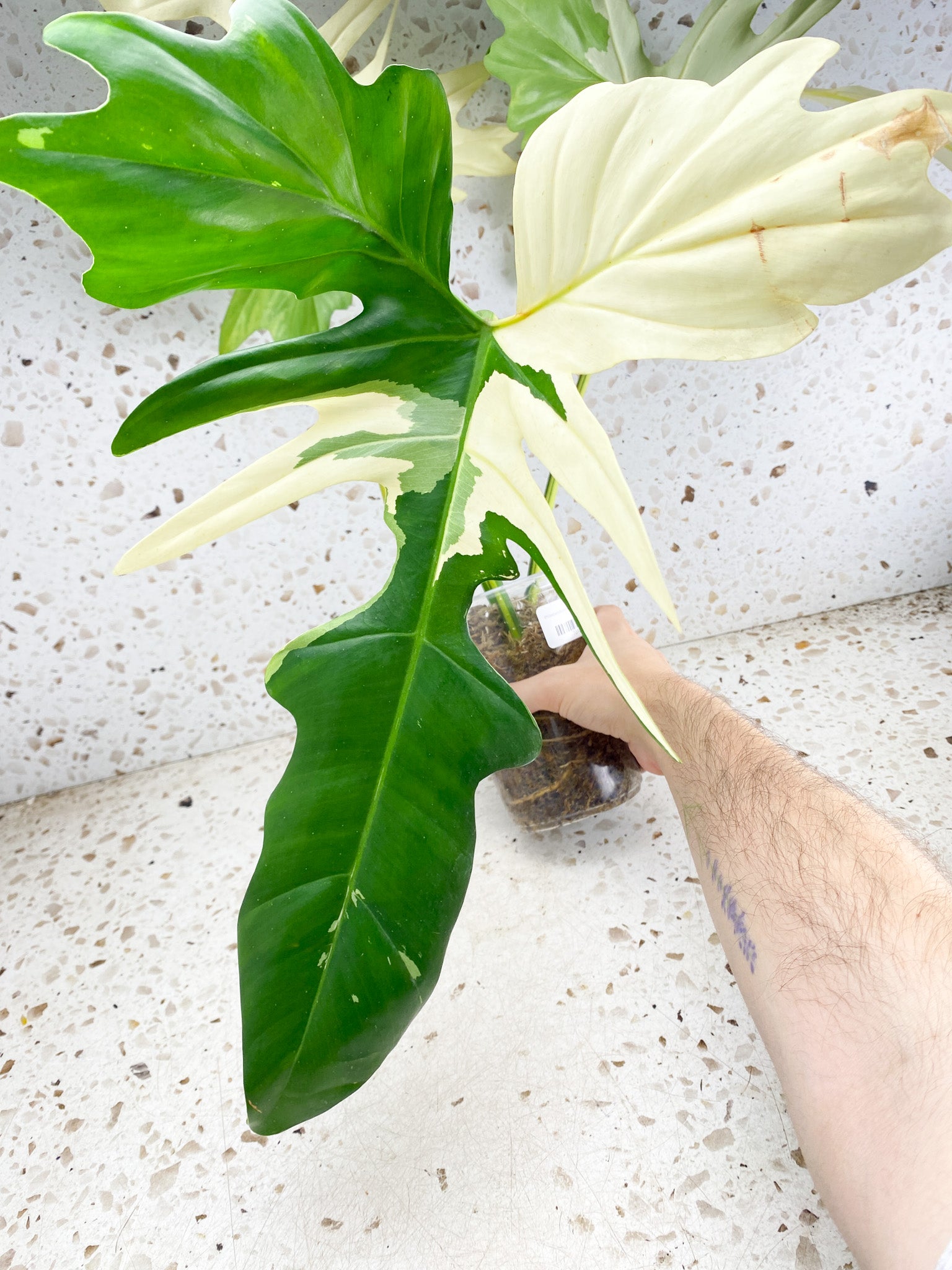 Unicorn: Philodendron Golden Dragon Variegated 3 big leaves 1 shoot top cutting highly variegated (rooting)