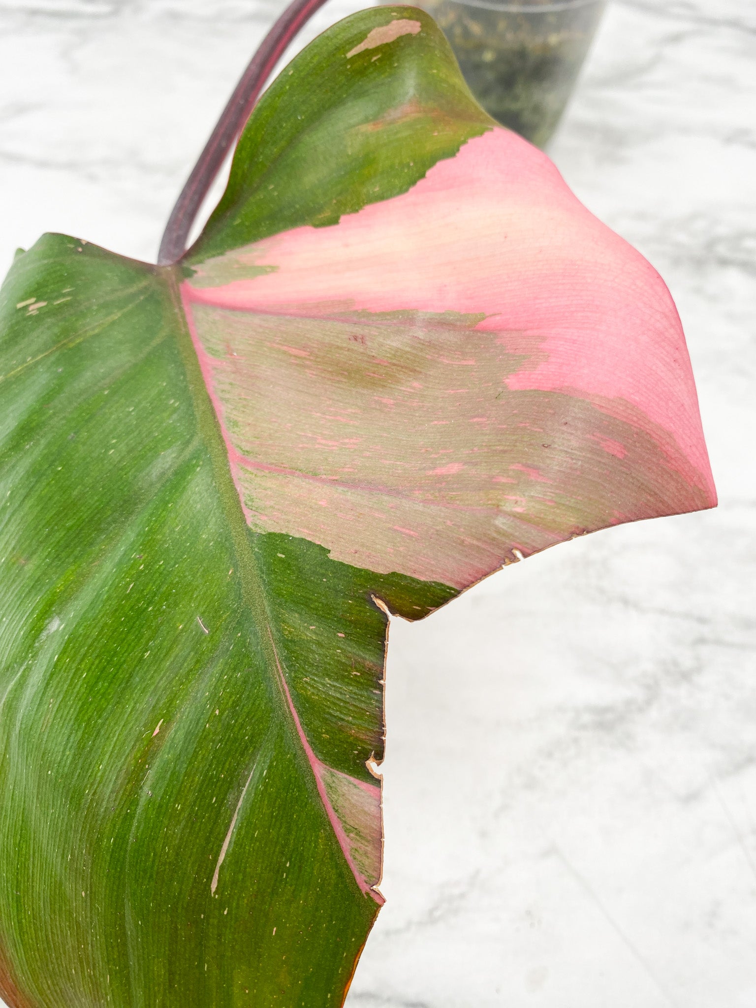 Philodendron Pink Princess Marble King