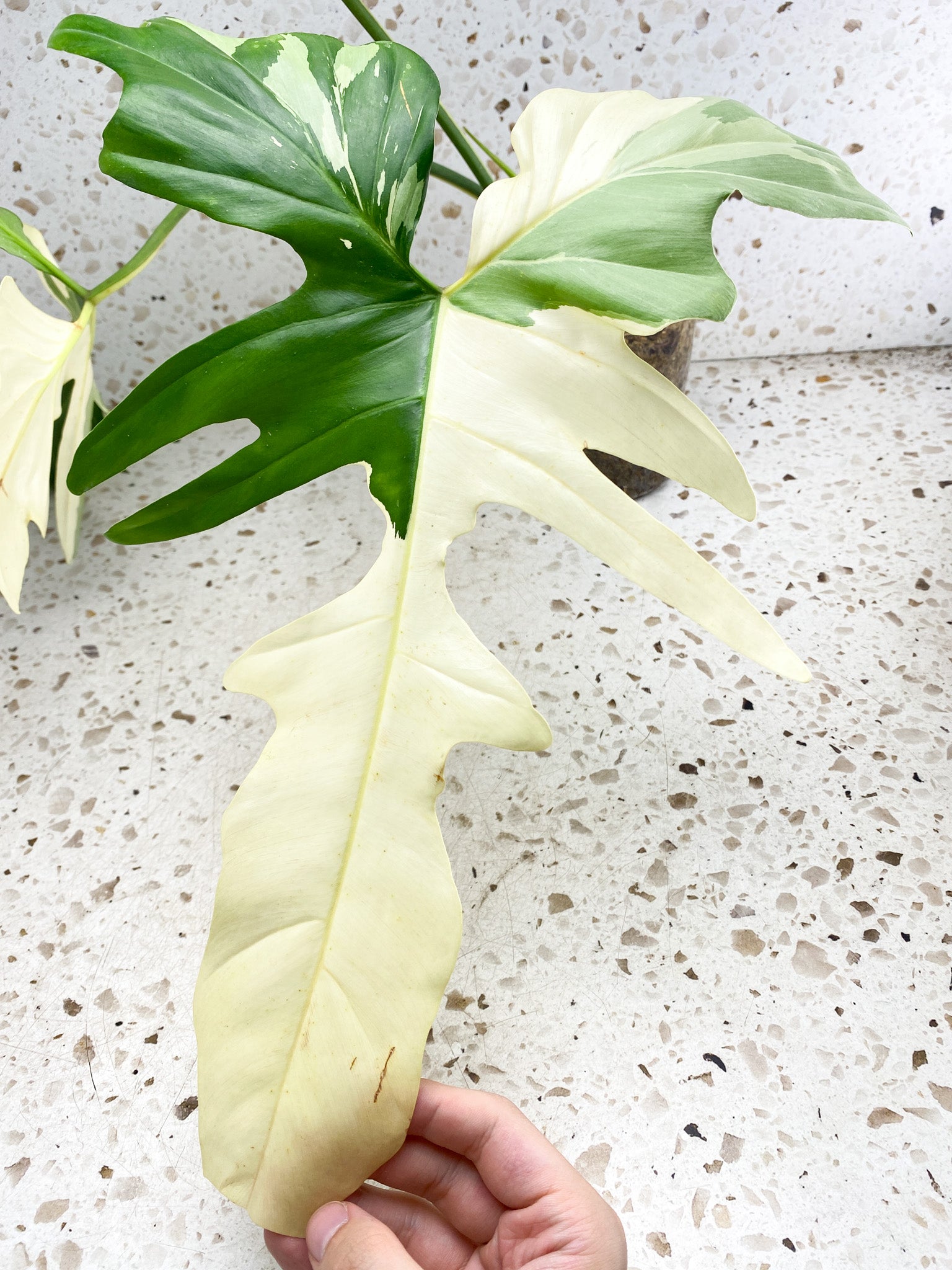 Unicorn: Philodendron Golden Dragon Variegated 3 big leaves 1 shoot top cutting highly variegated (rooting)