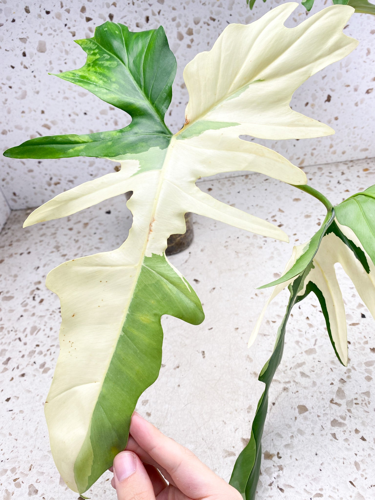 Unicorn: Philodendron Golden Dragon Variegated 3 big leaves 1 shoot top cutting highly variegated (rooting)