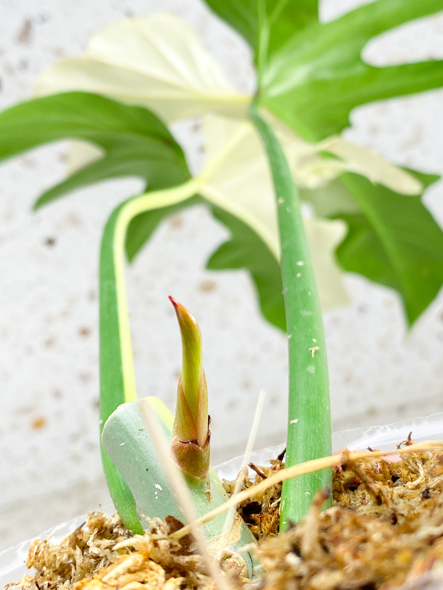 Unicorn: Philodendron Golden Dragon Variegated 2 leaves 1 big sprout and sprouting node (rooting)