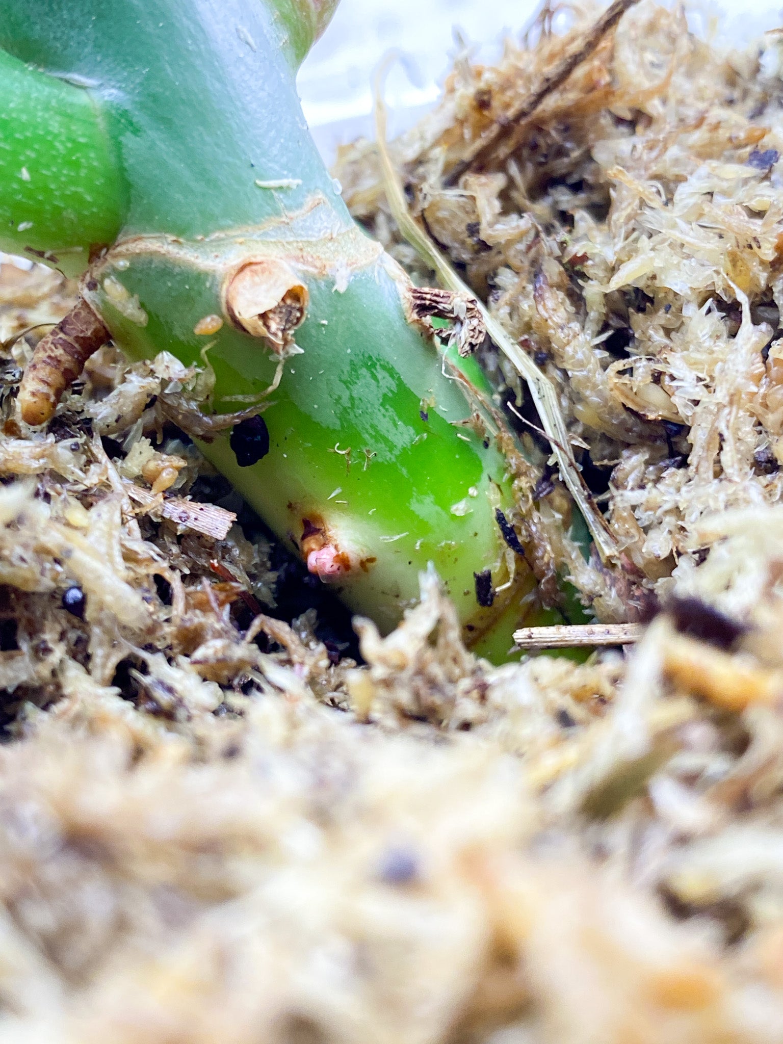 Unicorn: Philodendron Golden Dragon Variegated 2 leaves 1 big sprout and sprouting node (rooting)