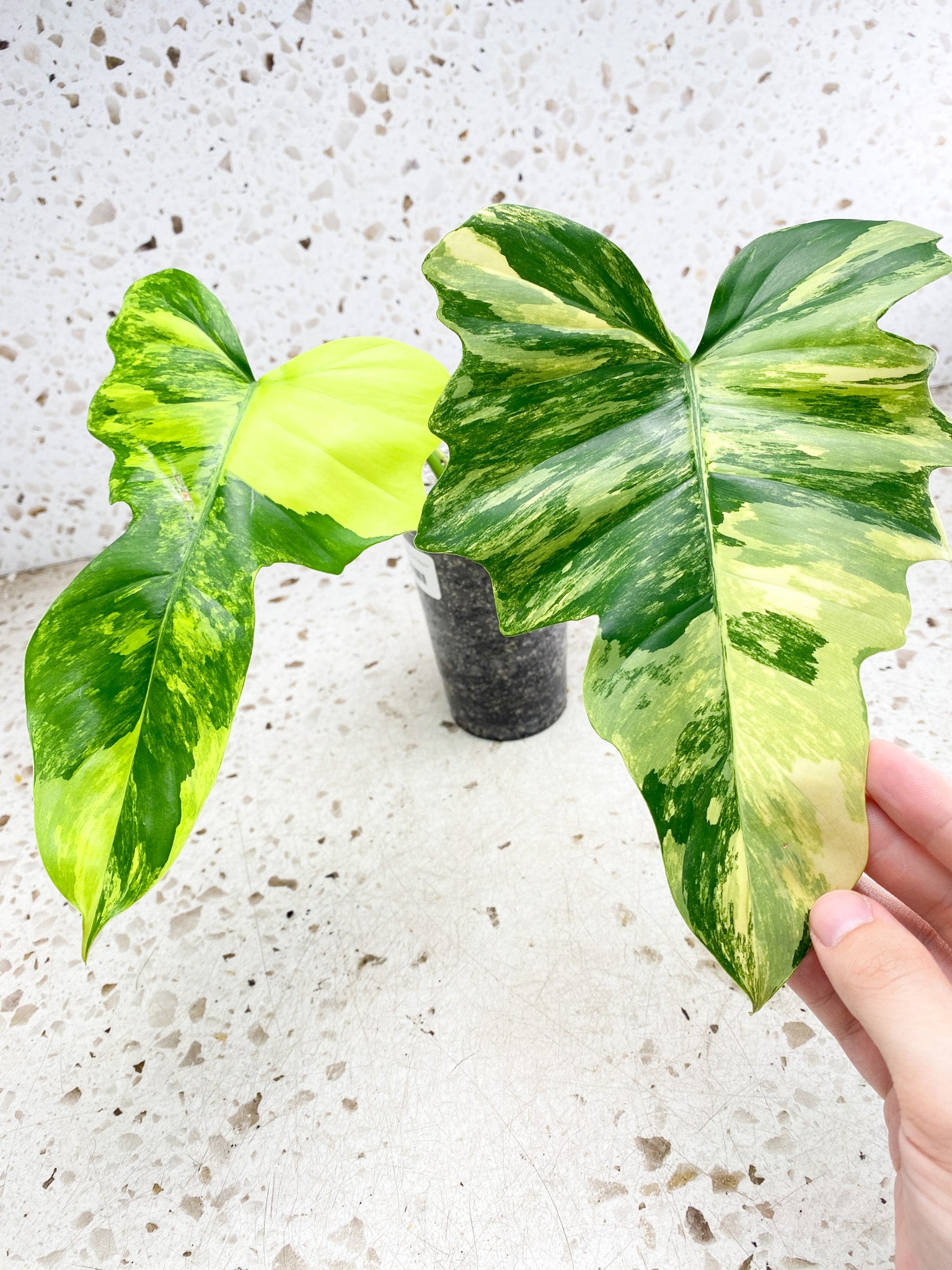 Unicorn: Philodendron Florida Beauty x Mayoi 2 leaves 1 shoot top cutting highly variegated (rooting)