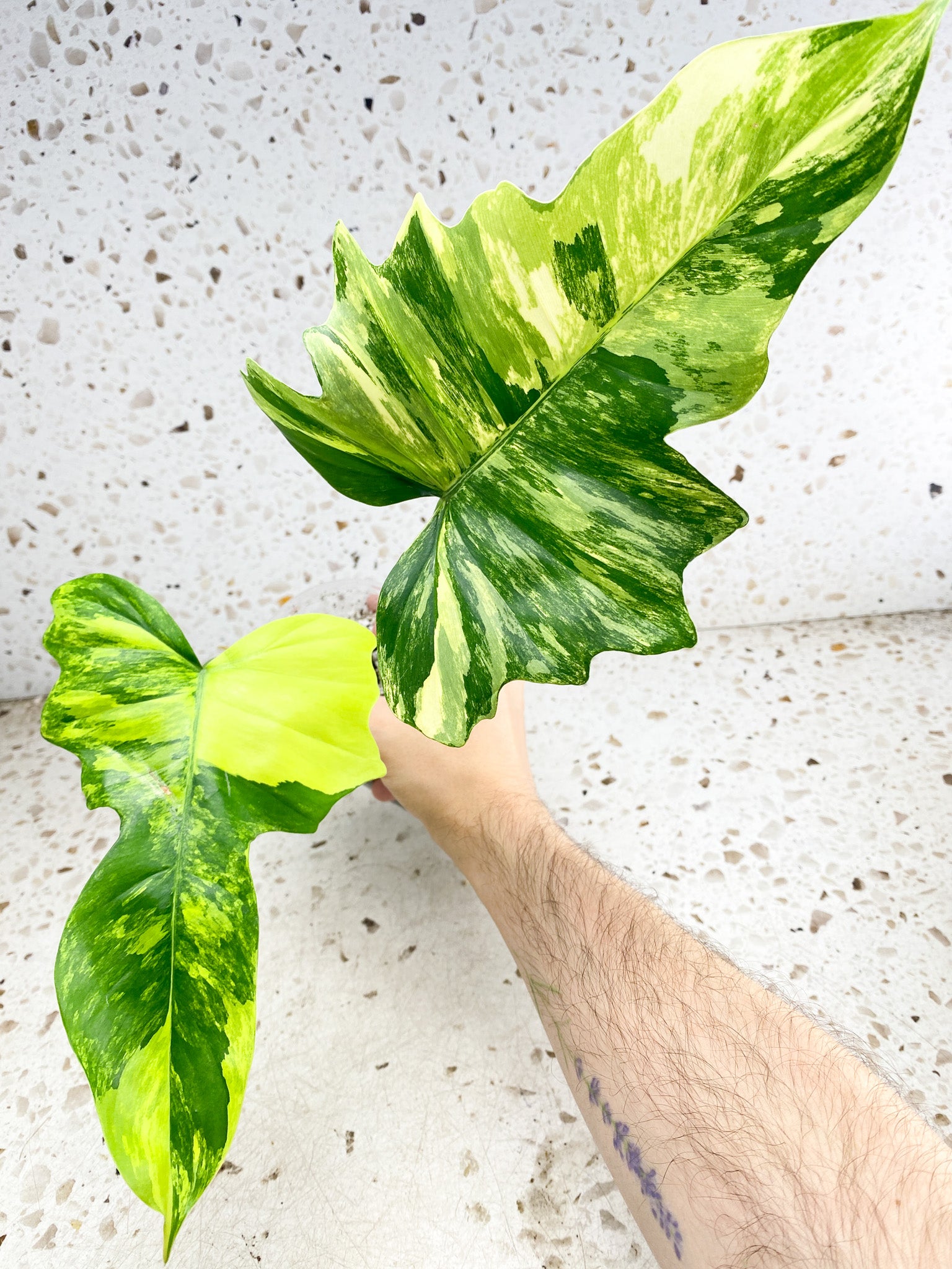 Unicorn: Philodendron Florida Beauty x Mayoi 2 leaves 1 shoot top cutting highly variegated (rooting)