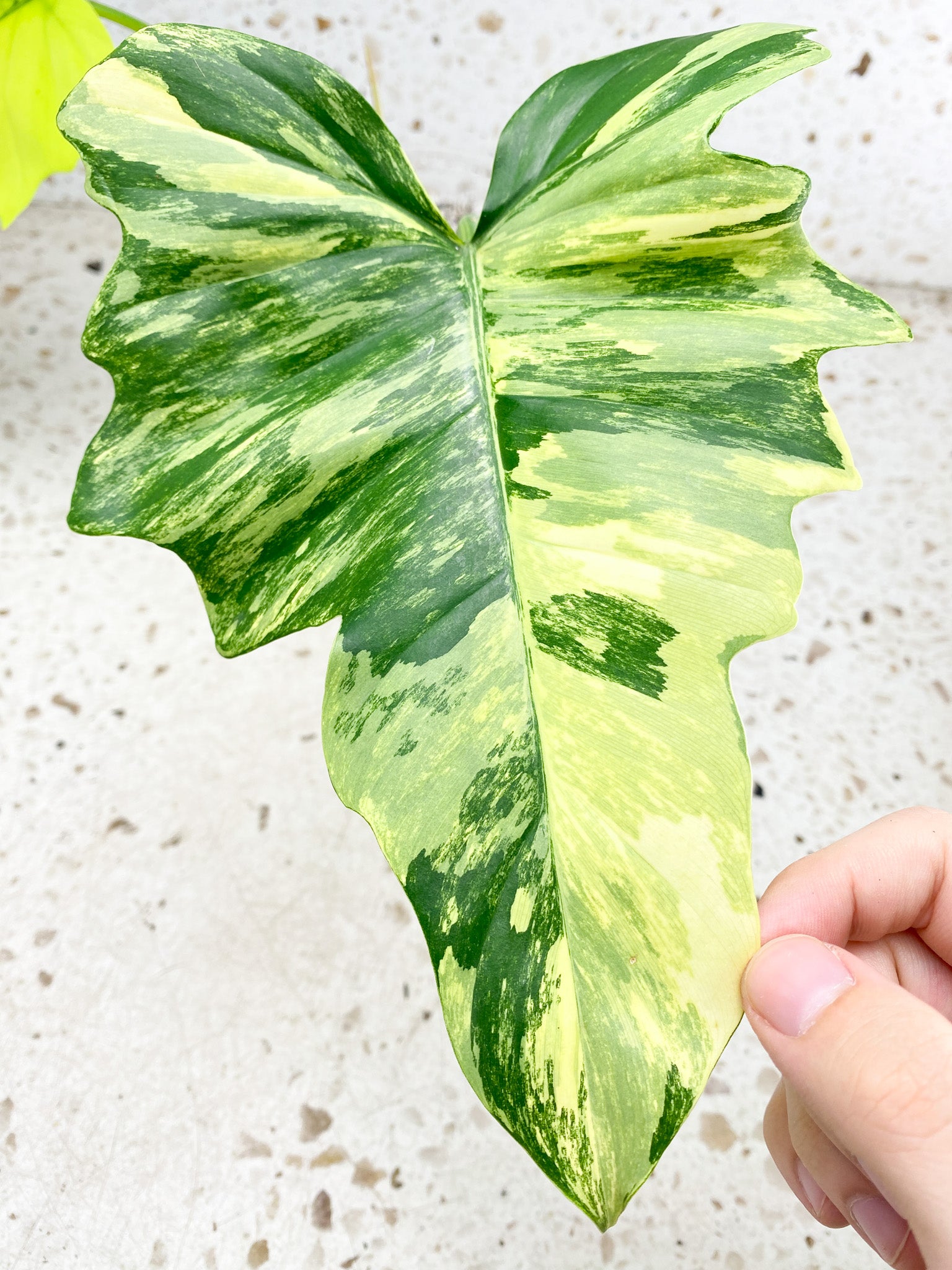 Unicorn: Philodendron Florida Beauty x Mayoi 2 leaves 1 shoot top cutting highly variegated (rooting)