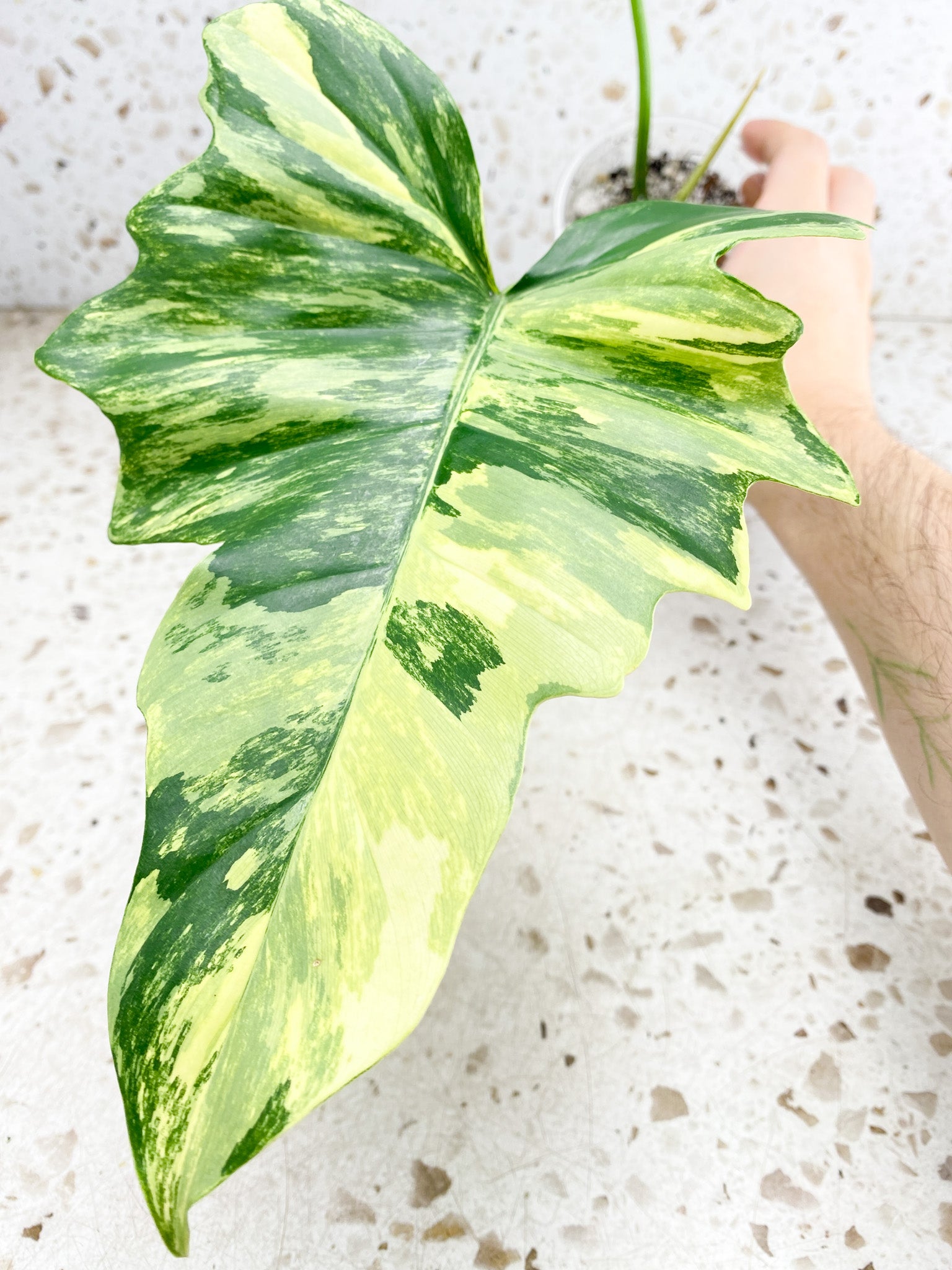 Unicorn: Philodendron Florida Beauty x Mayoi 2 leaves 1 shoot top cutting highly variegated (rooting)