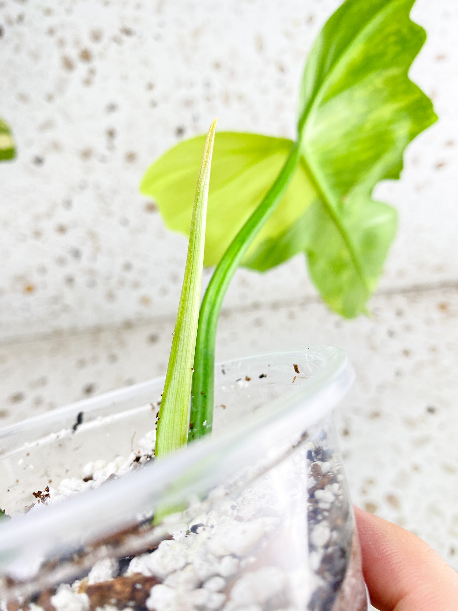 Unicorn: Philodendron Florida Beauty x Mayoi 2 leaves 1 shoot top cutting highly variegated (rooting)