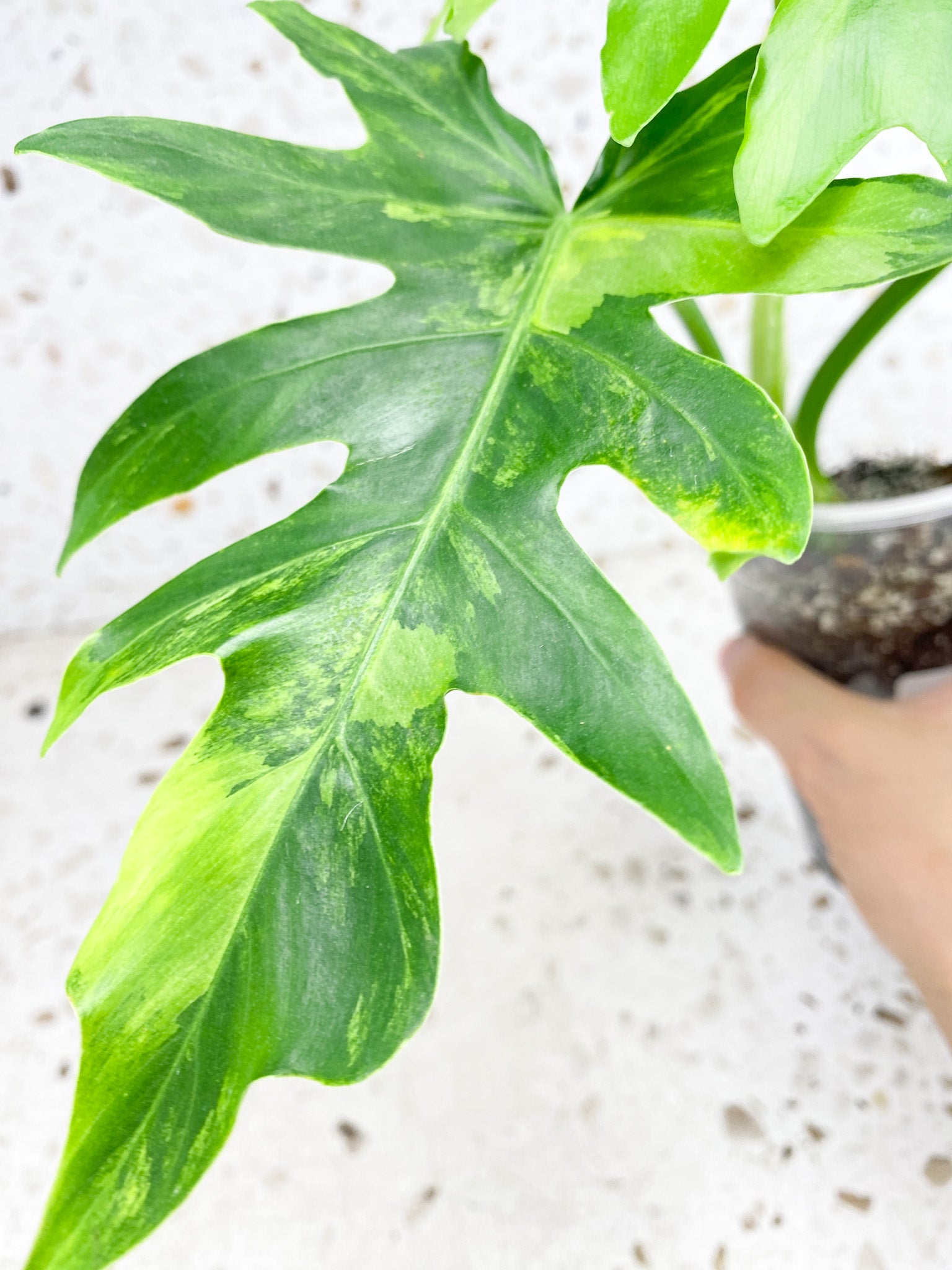 Unicorn: Thaumatophyllum Radiatum Variegated 4 leaf top cutting (rooting)