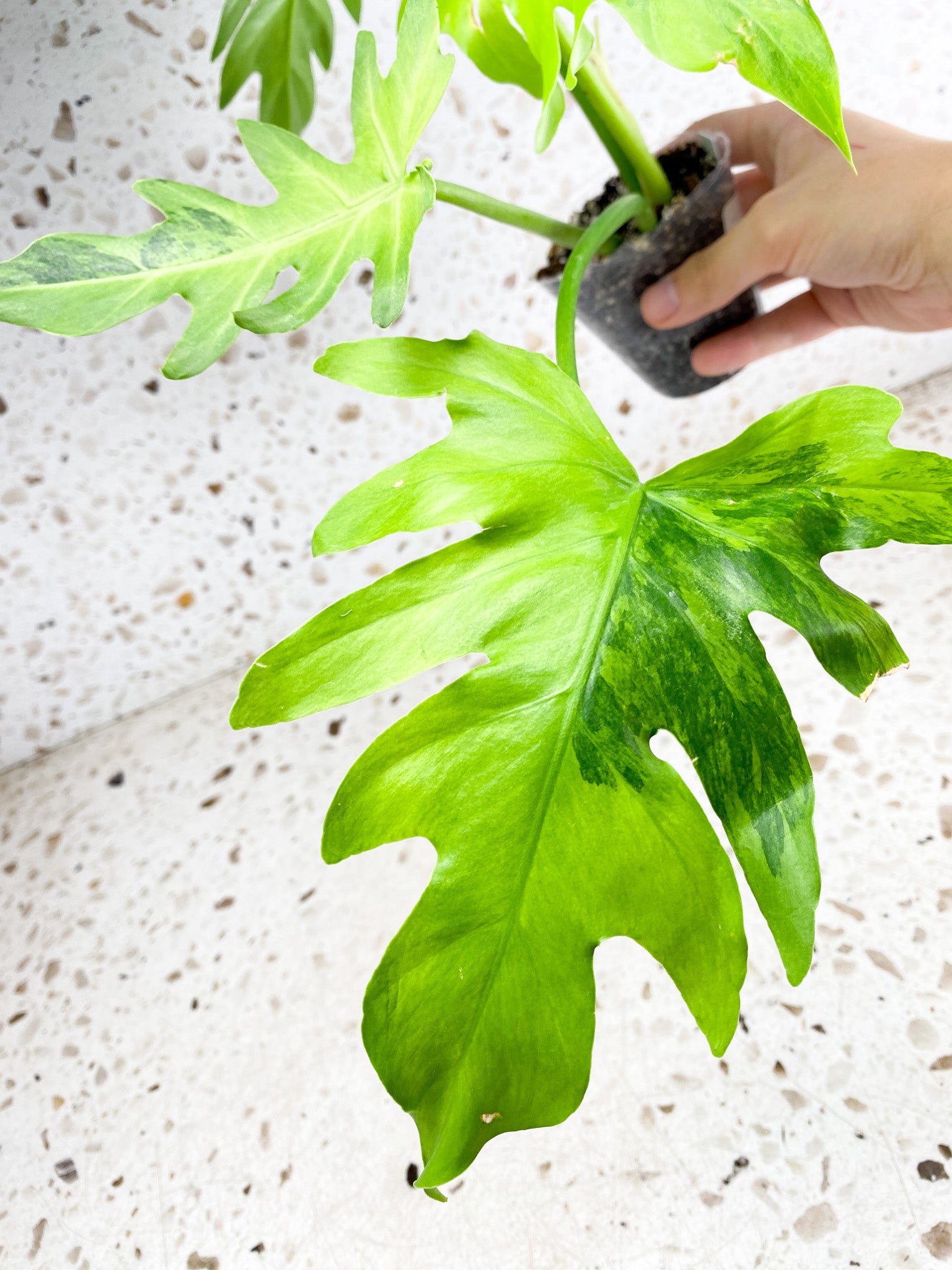 Thaumatophyllum Radiatum Variegated 4 leaves 1 shoot top cutting (rooting)