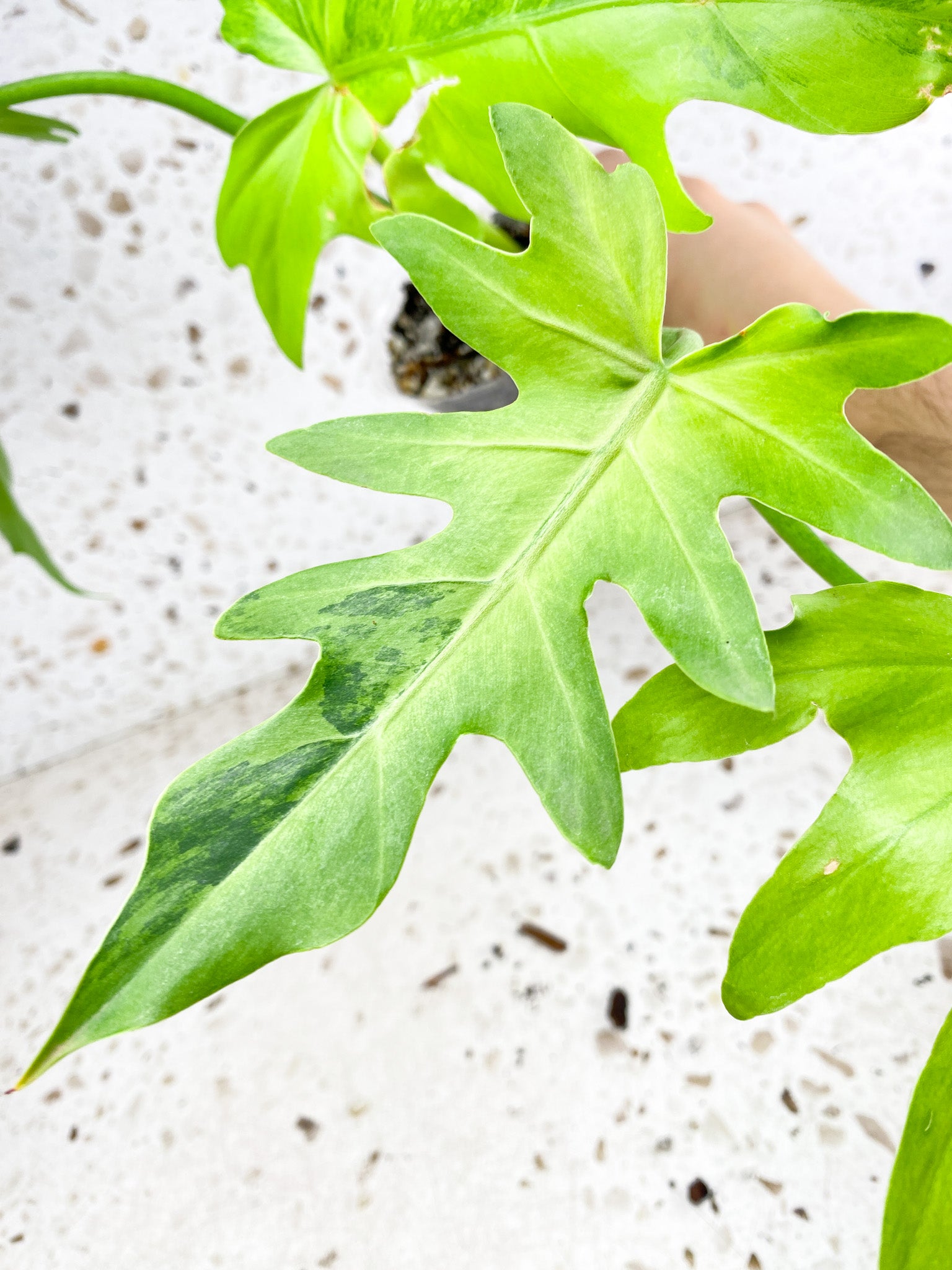 Thaumatophyllum Radiatum Variegated 4 leaves 1 shoot top cutting (rooting)