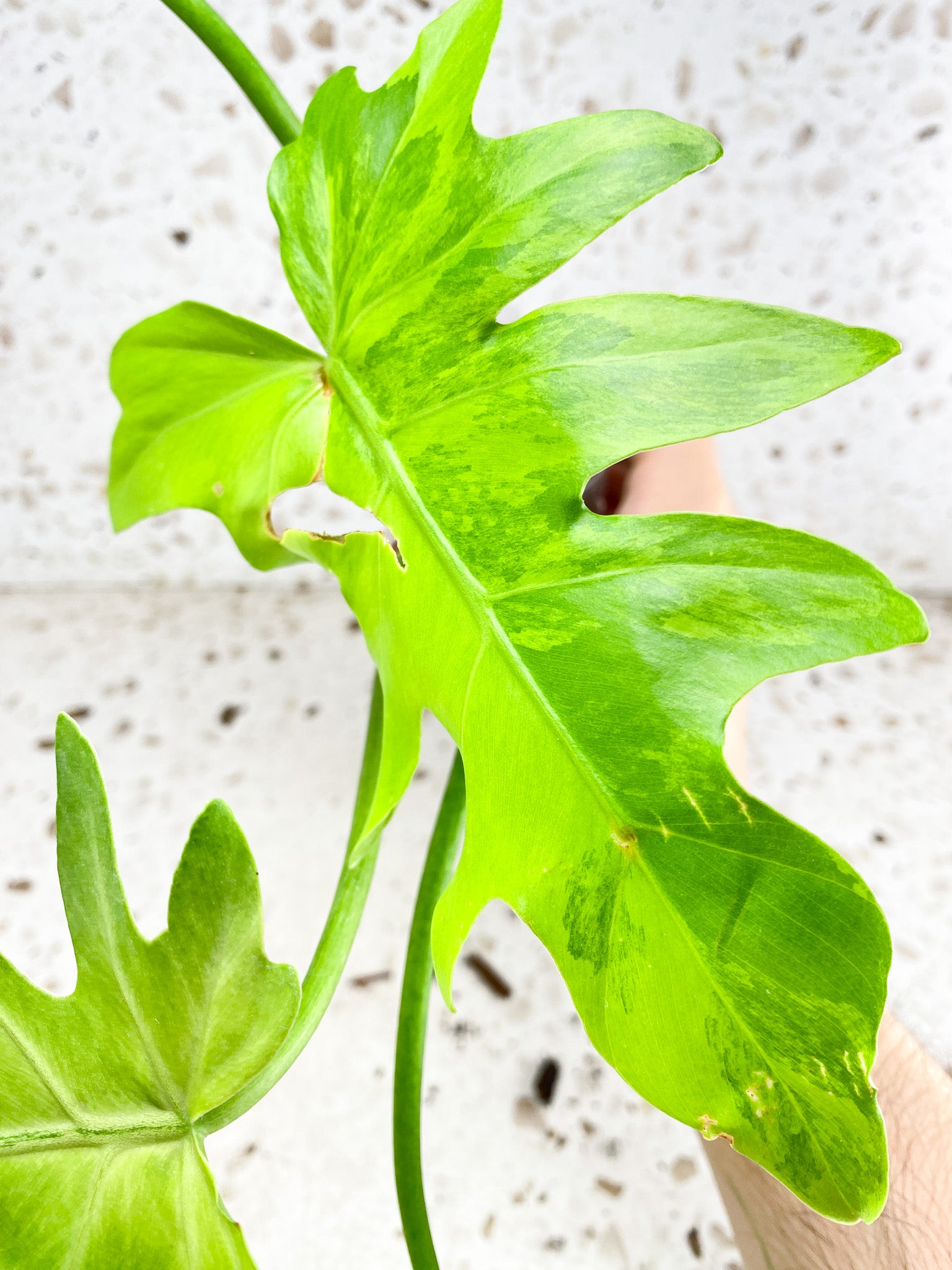 Thaumatophyllum Radiatum Variegated 4 leaves 1 shoot top cutting (rooting)