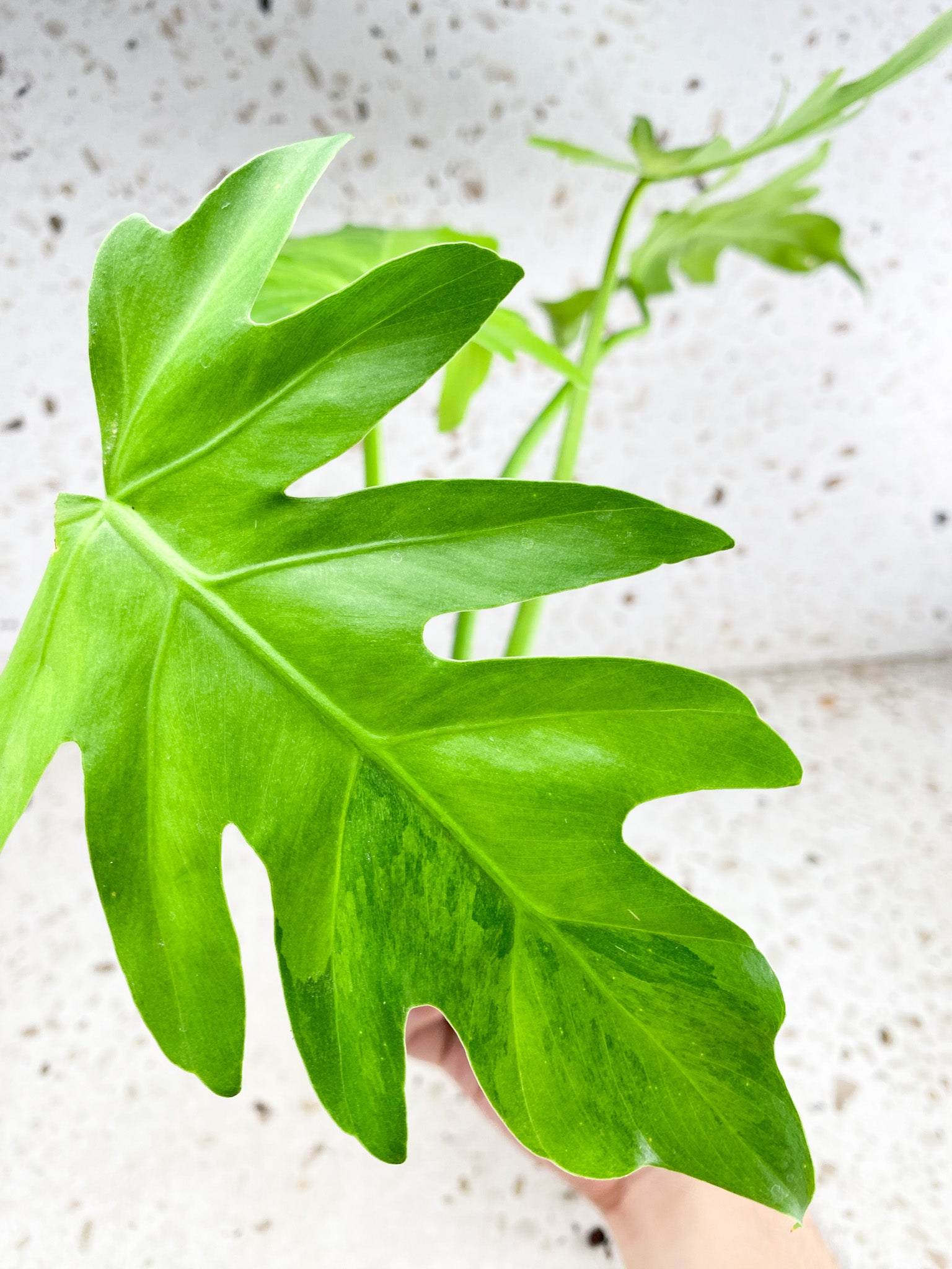 Thaumatophyllum Radiatum Variegated 4 leaves 1 shoot top cutting (rooting)